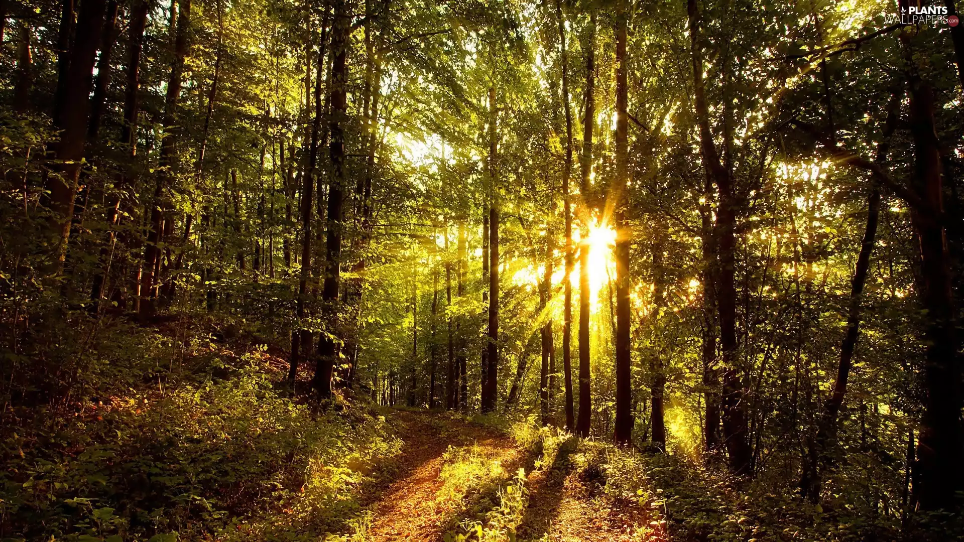 Path, trees, sun, viewes, forest, Leaf, rays