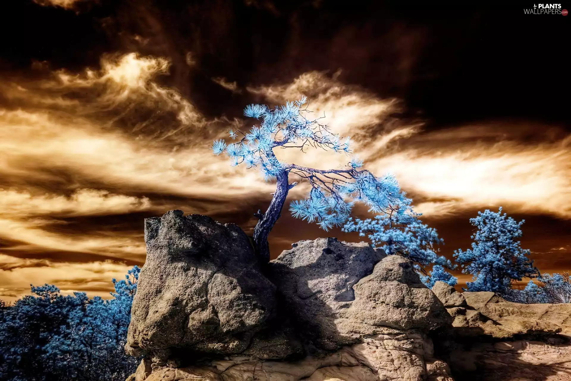 rocks, west, trees, viewes, Blue, sun