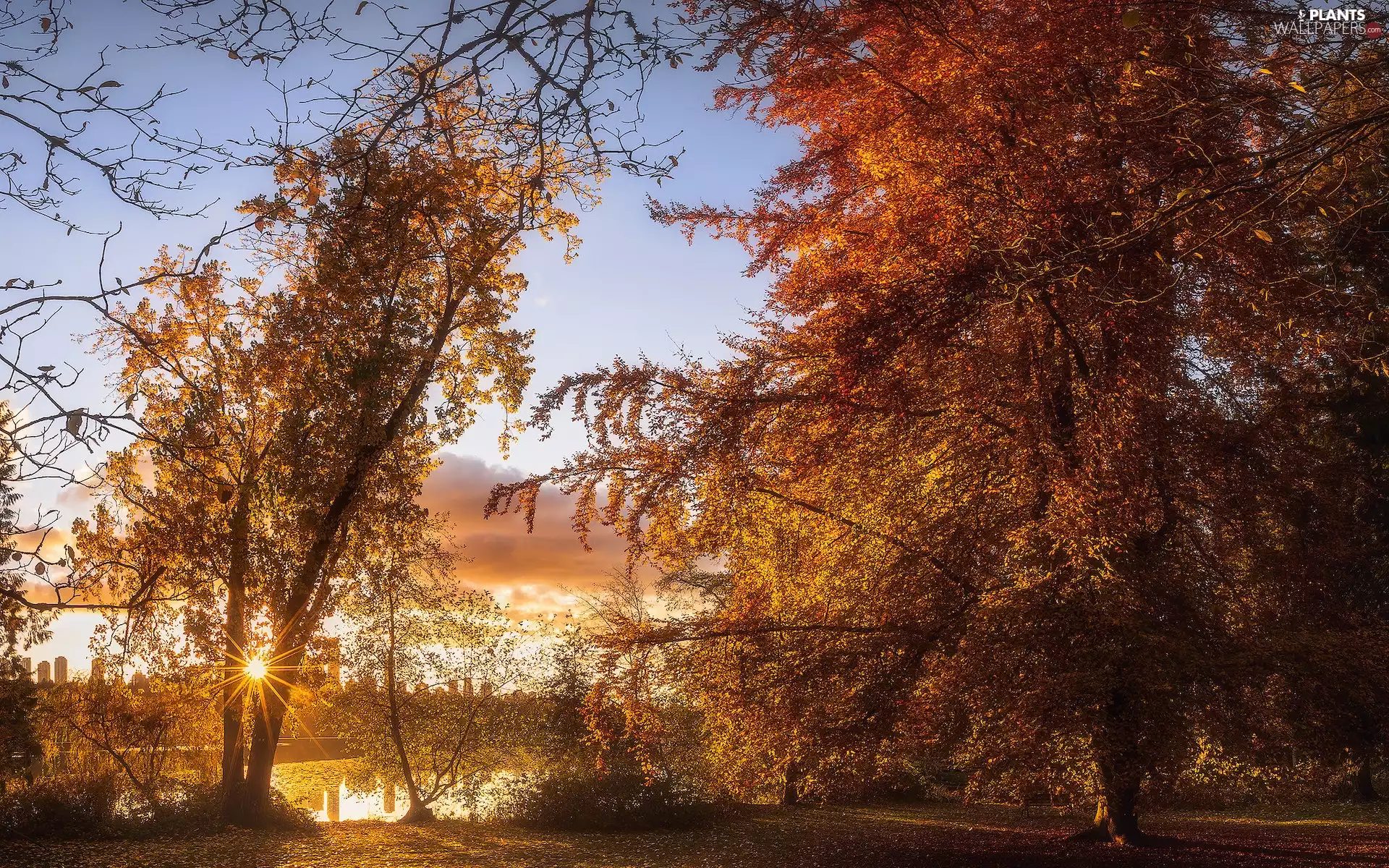 viewes, autumn, trees, trees, Park, rays of the Sun, viewes