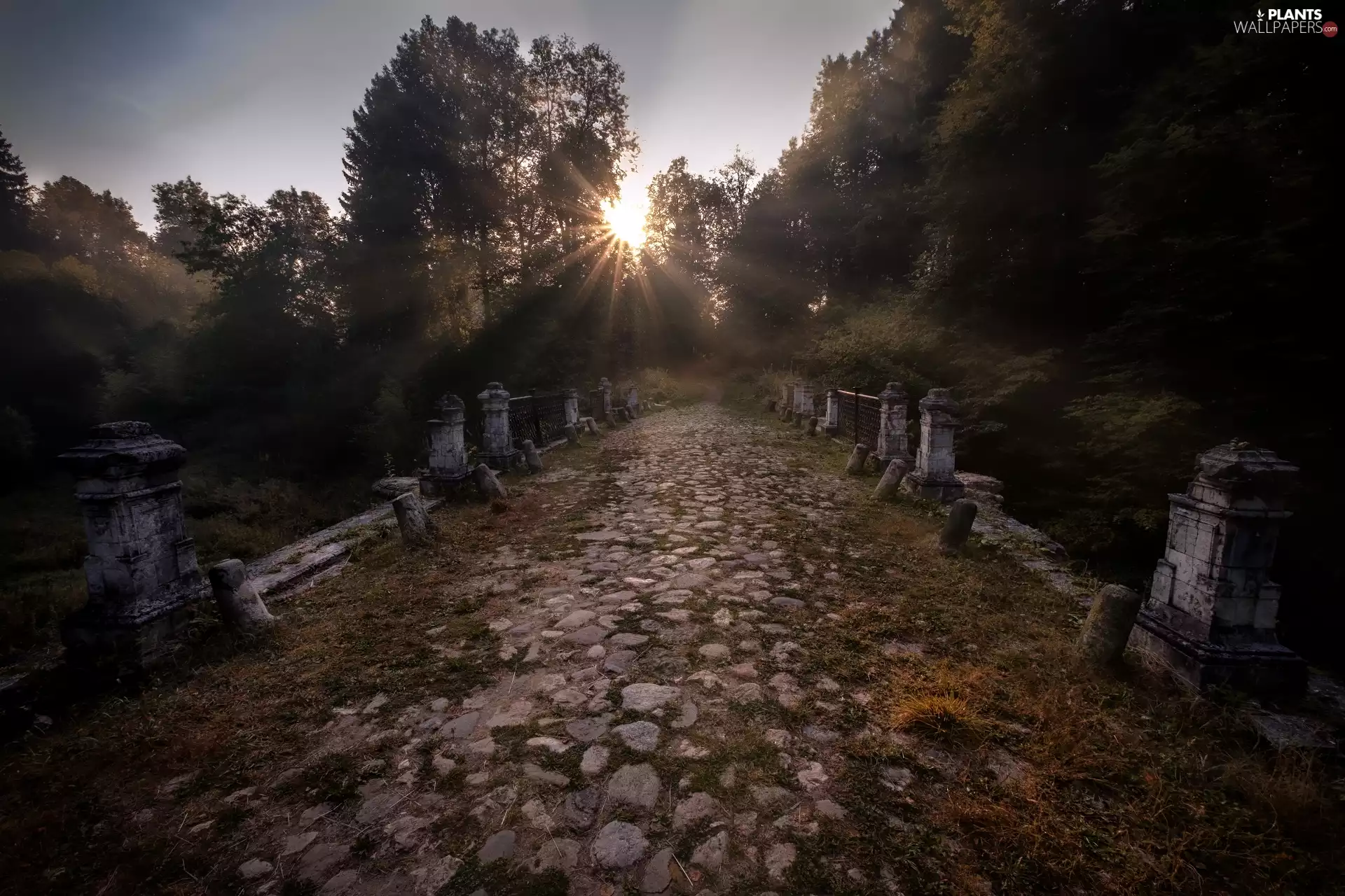 viewes, Way, trees, trees, Park, rays of the Sun, viewes