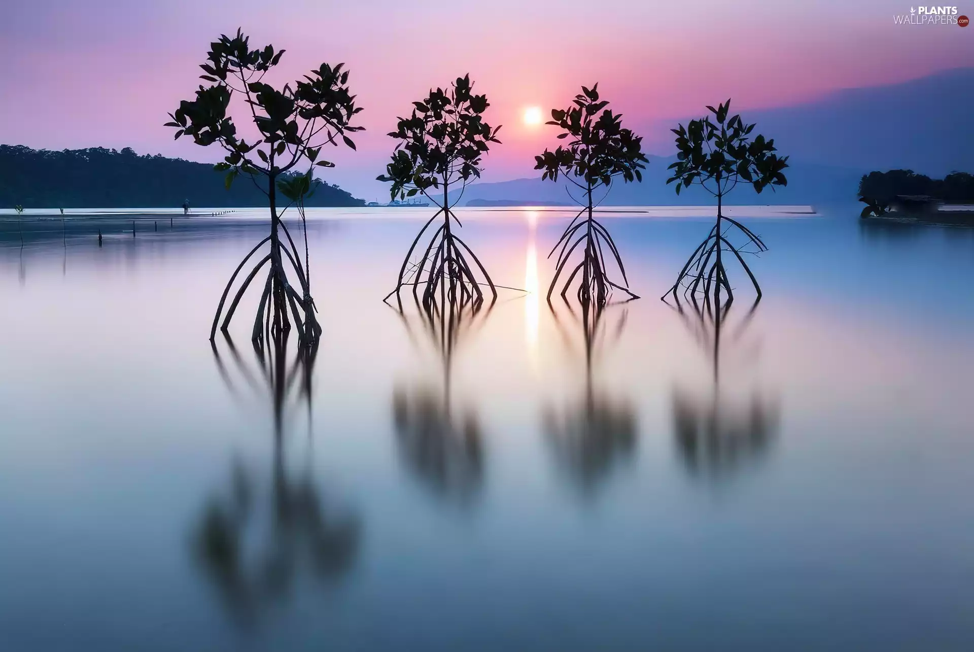 trees, viewes, sun, lake, west