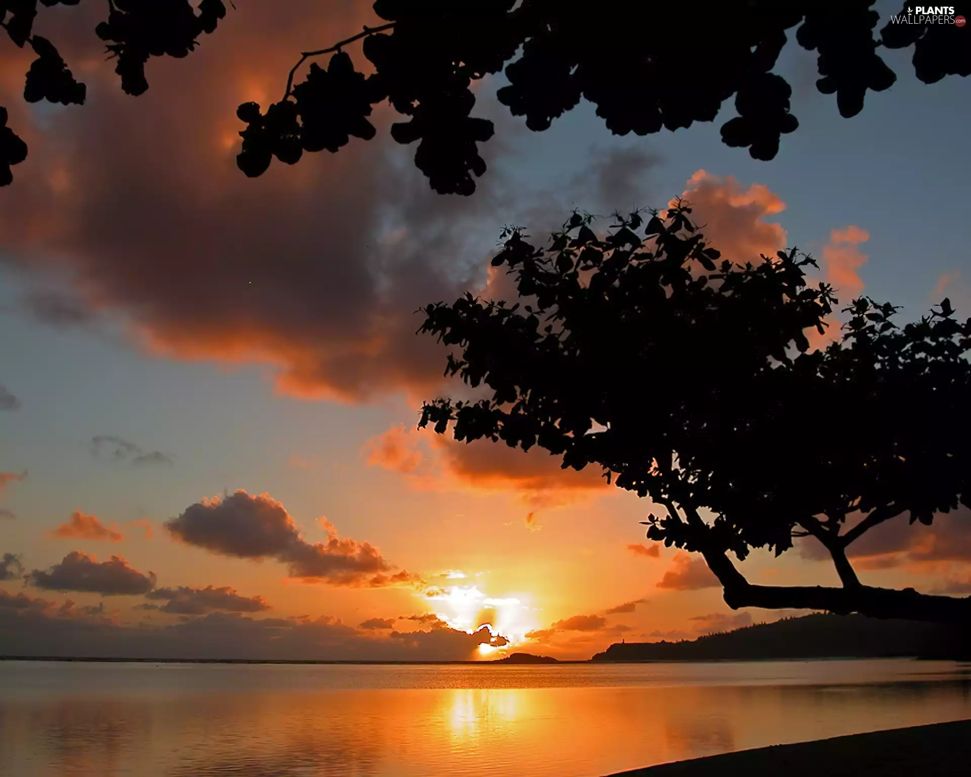 trees, viewes, sun, sea, west
