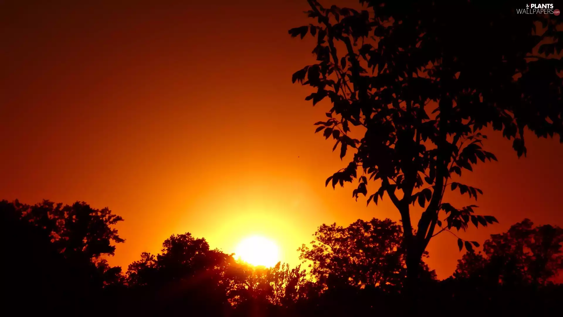 trees, viewes, sun, Sky, west