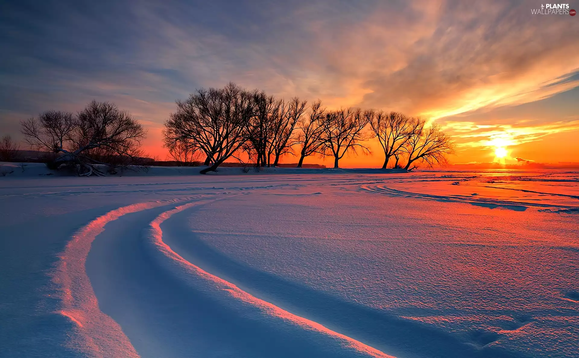trees, viewes, sun, snow, west