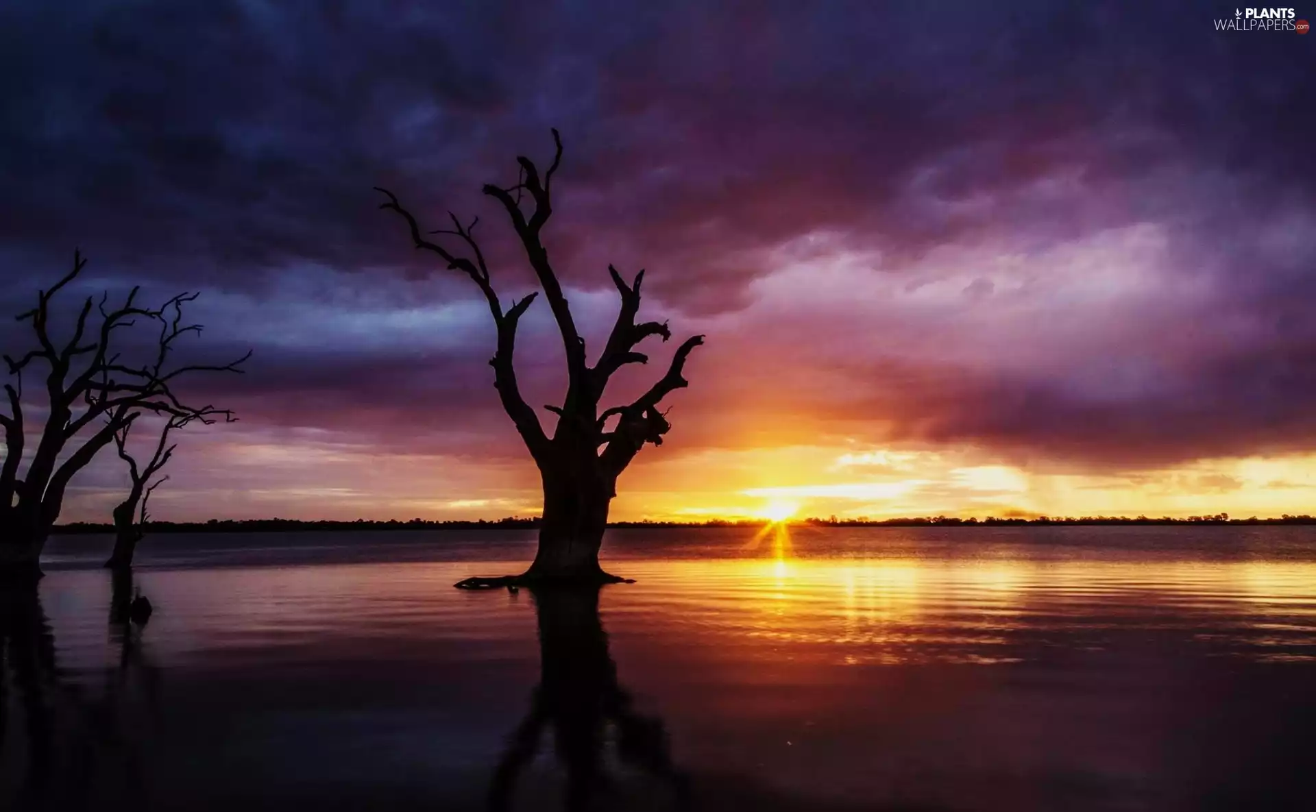 trees, viewes, sun, withered, west