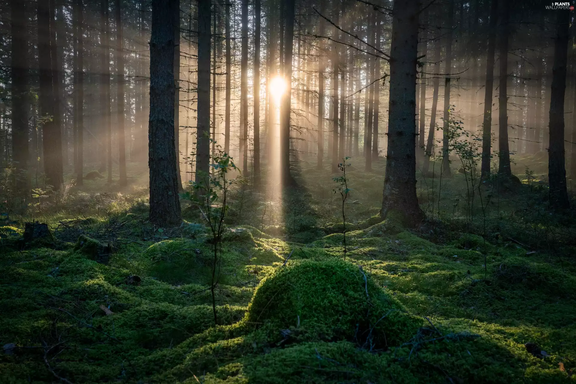 viewes, forest, light breaking through sky, sunny, Moss, trees