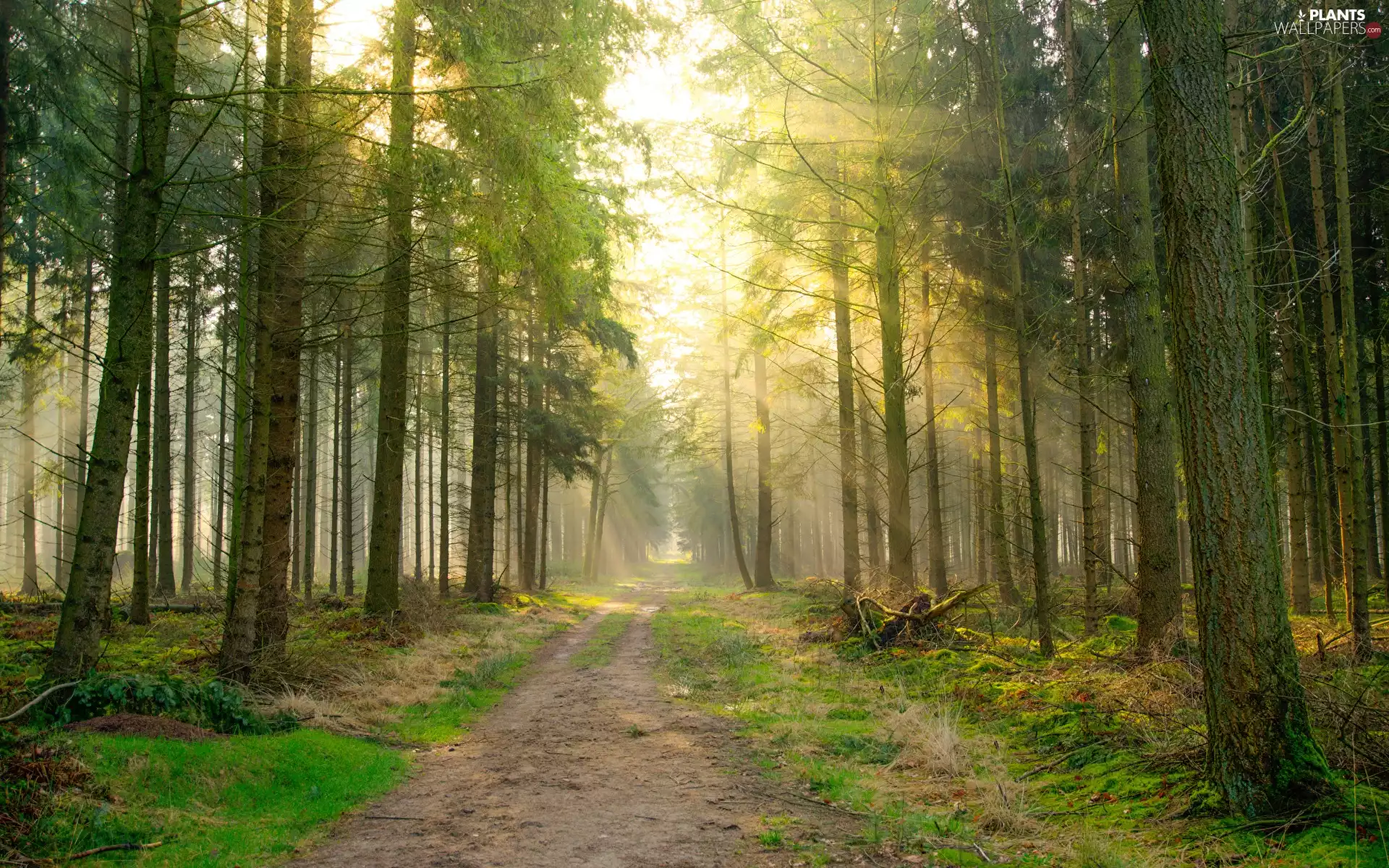 viewes, forest, light breaking through sky, sunny, Way, trees
