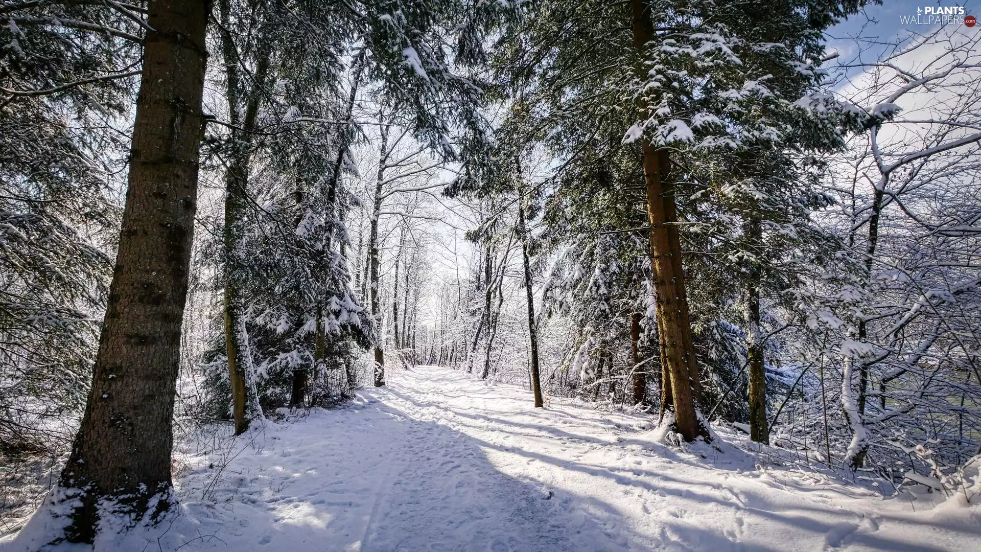 forest, trees, sunny, viewes, winter, Way, day