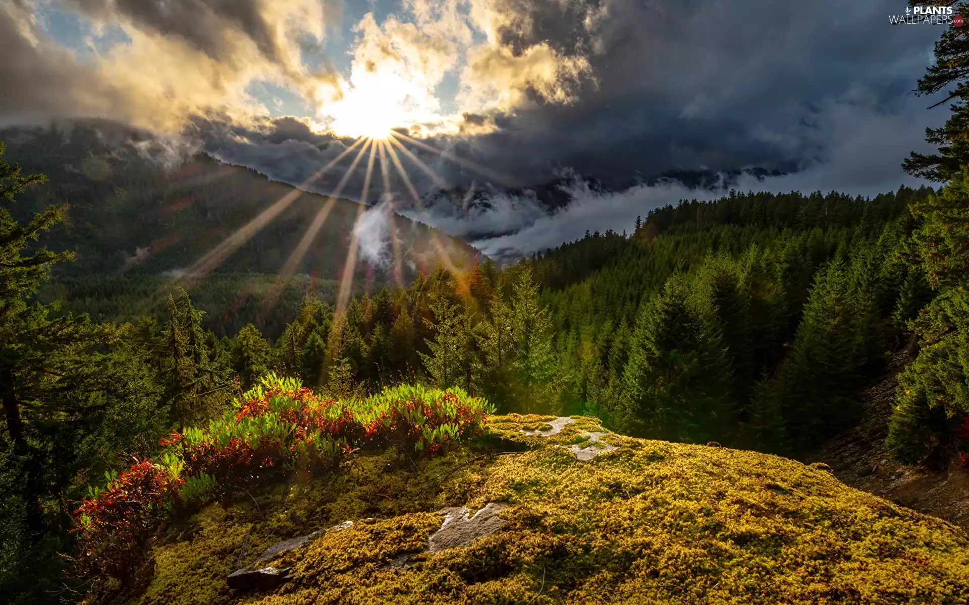 viewes, woods, rays of the Sun, trees, Mountains, Sunrise, clouds