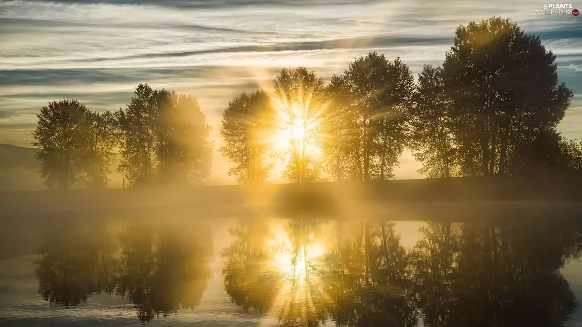 trees, viewes, Sunrise, Fog, River