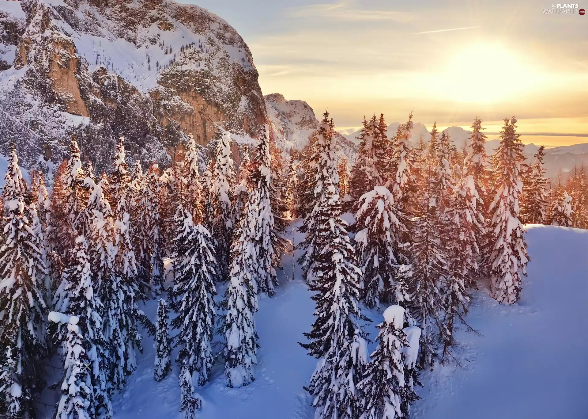 forest, Snowy, Sunrise, trees, Spruces, Mountains, winter, viewes