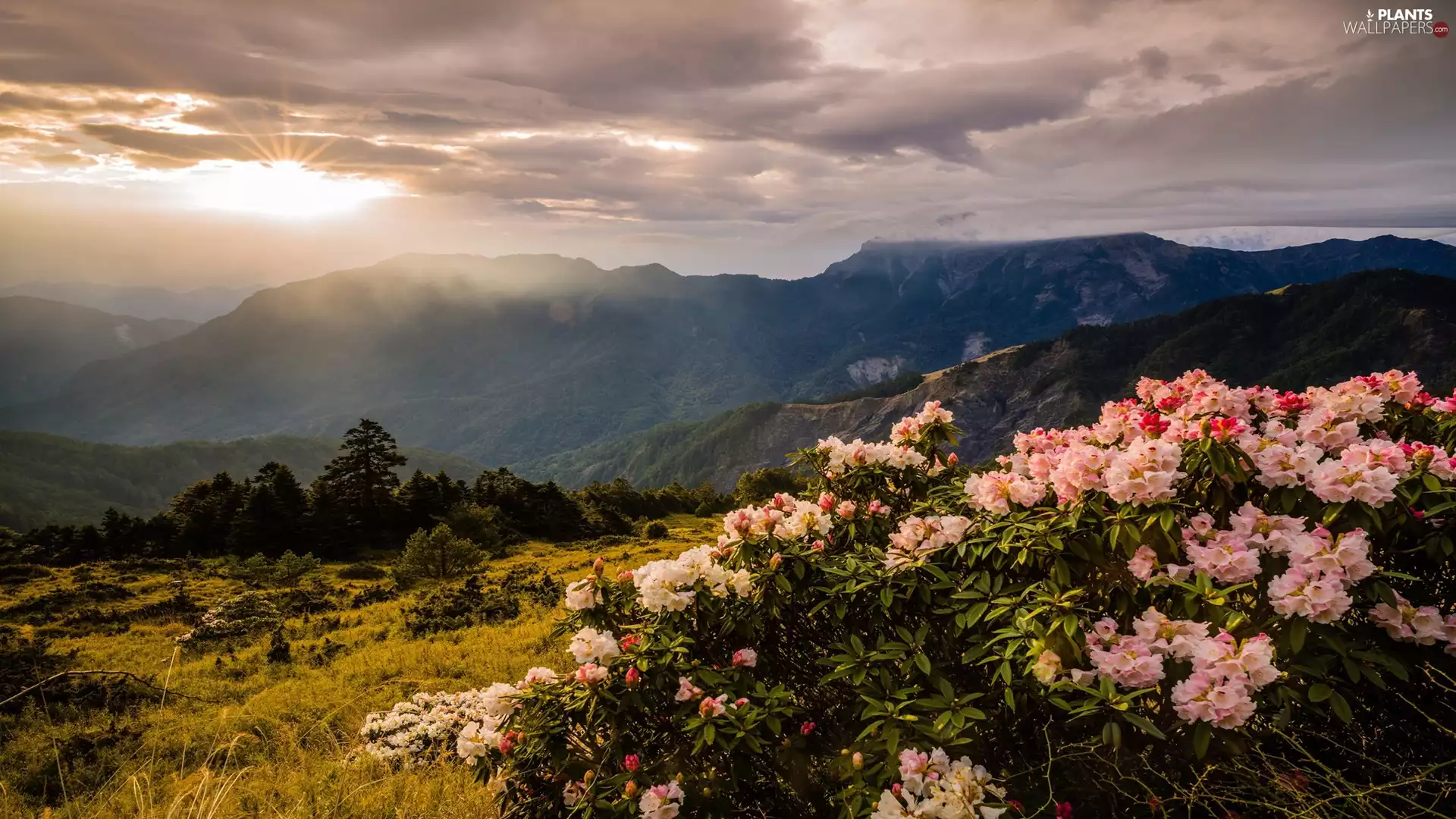 Flowers, trees, Sunrise, viewes, Mountains, rhododendron, clouds