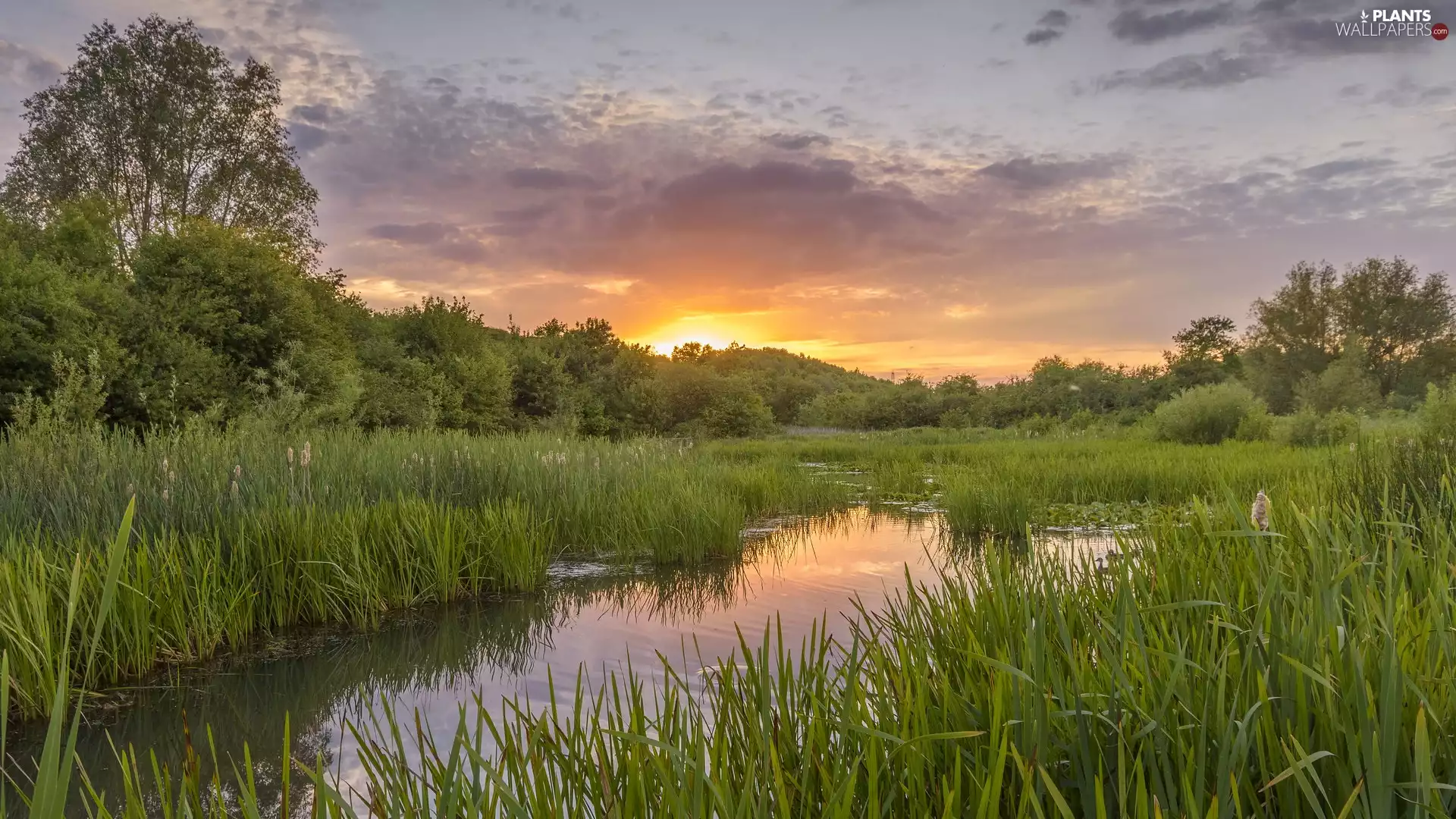 grass, trees, Sunrise, viewes, River, rushes, clouds