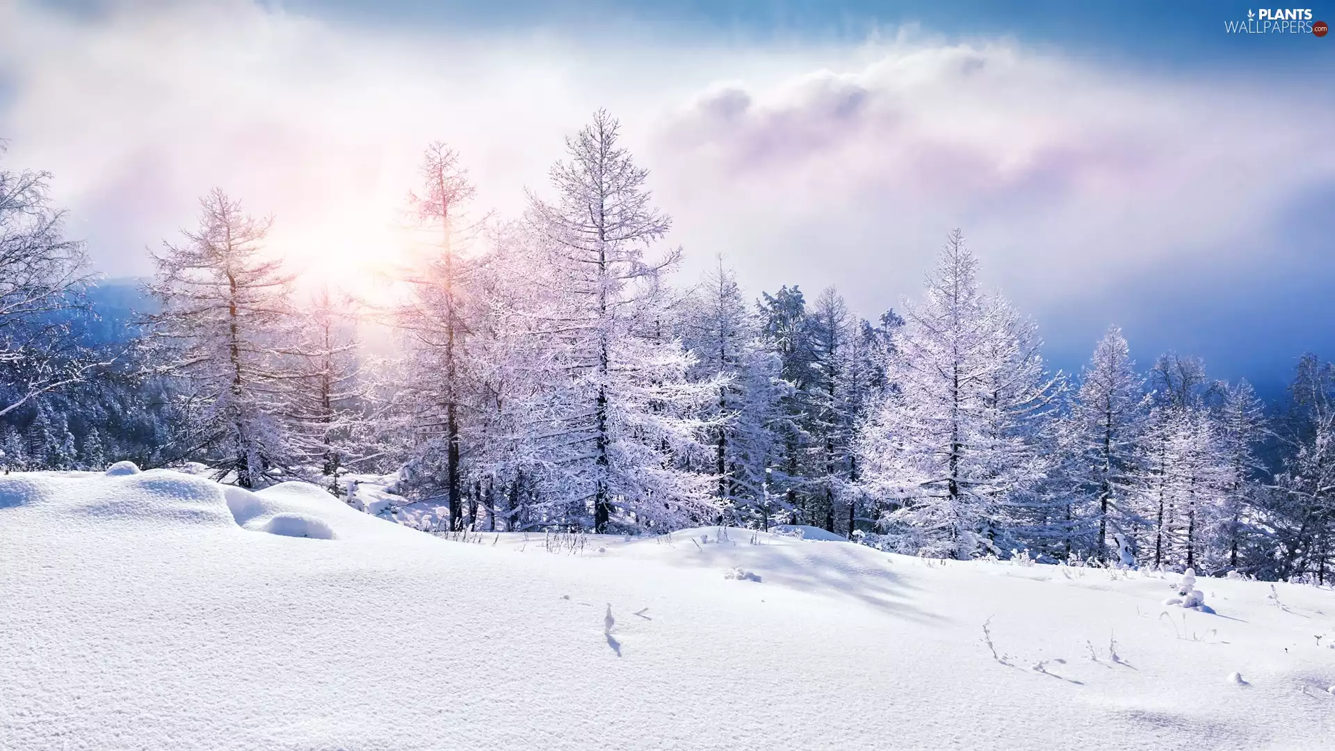 forest, trees, Sunrise, viewes, winter, Fog, clouds