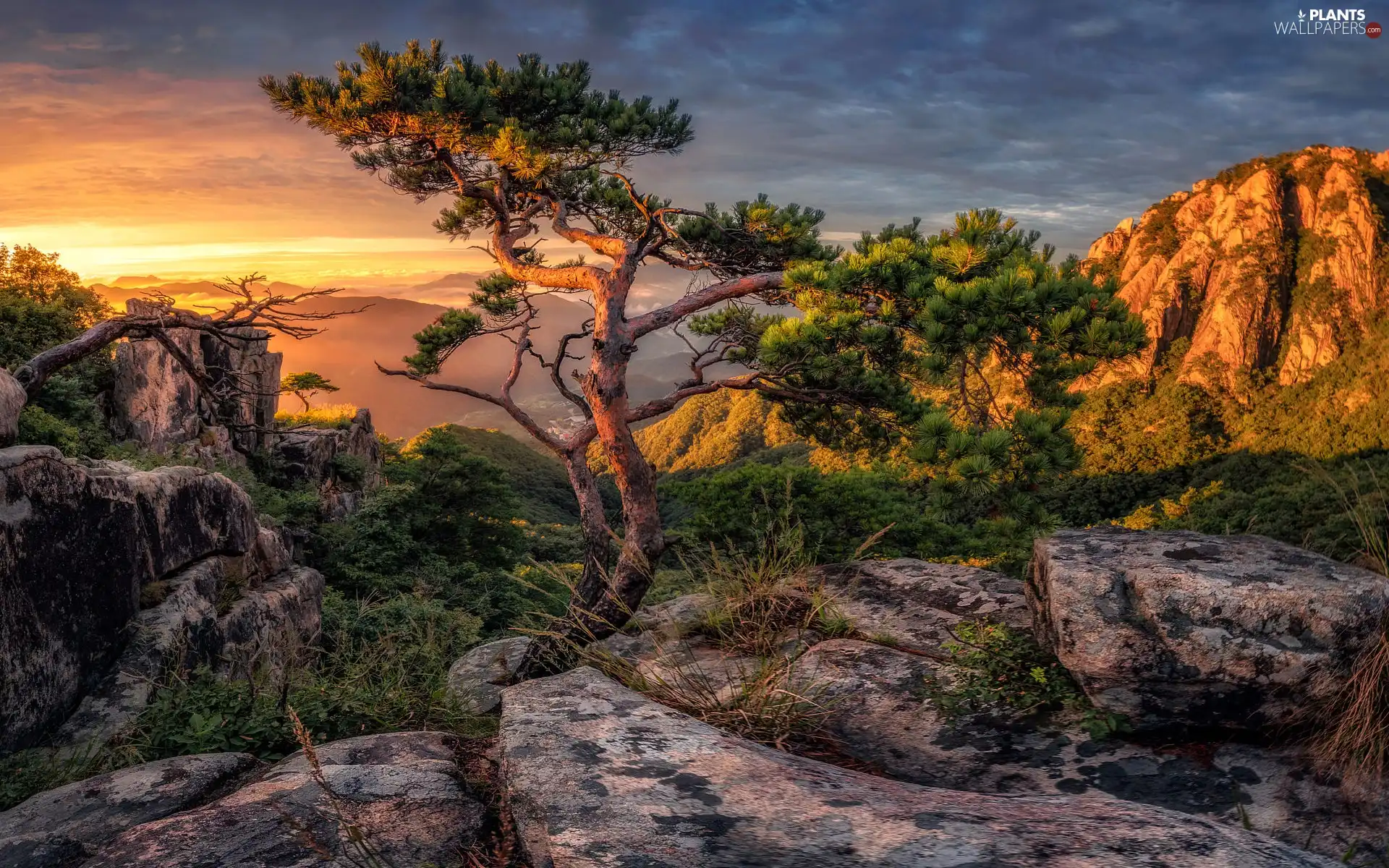 pine, trees, Sunrise, viewes, Mountains, rocks, Fog