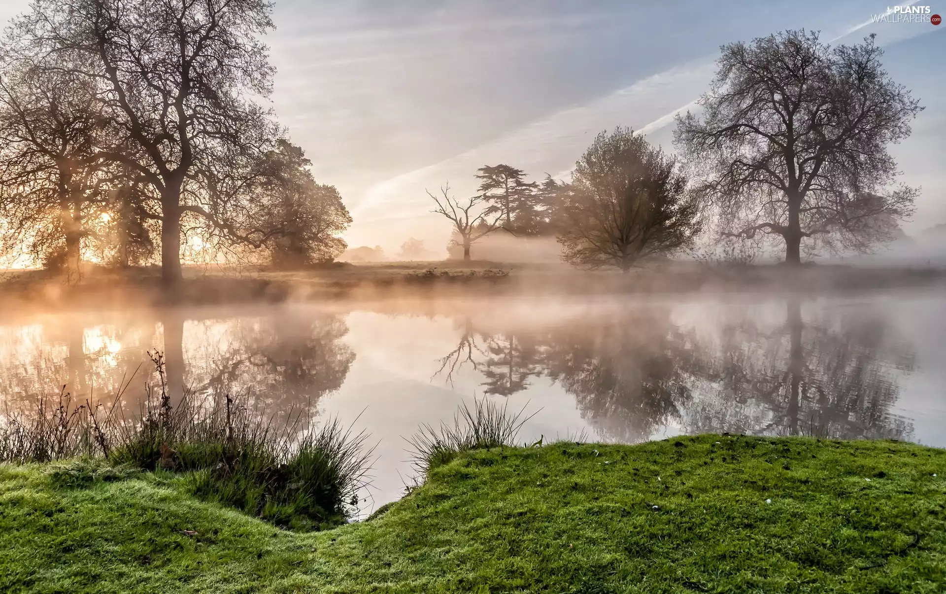 Fog, lake, trees, viewes, reflection, Sunrise