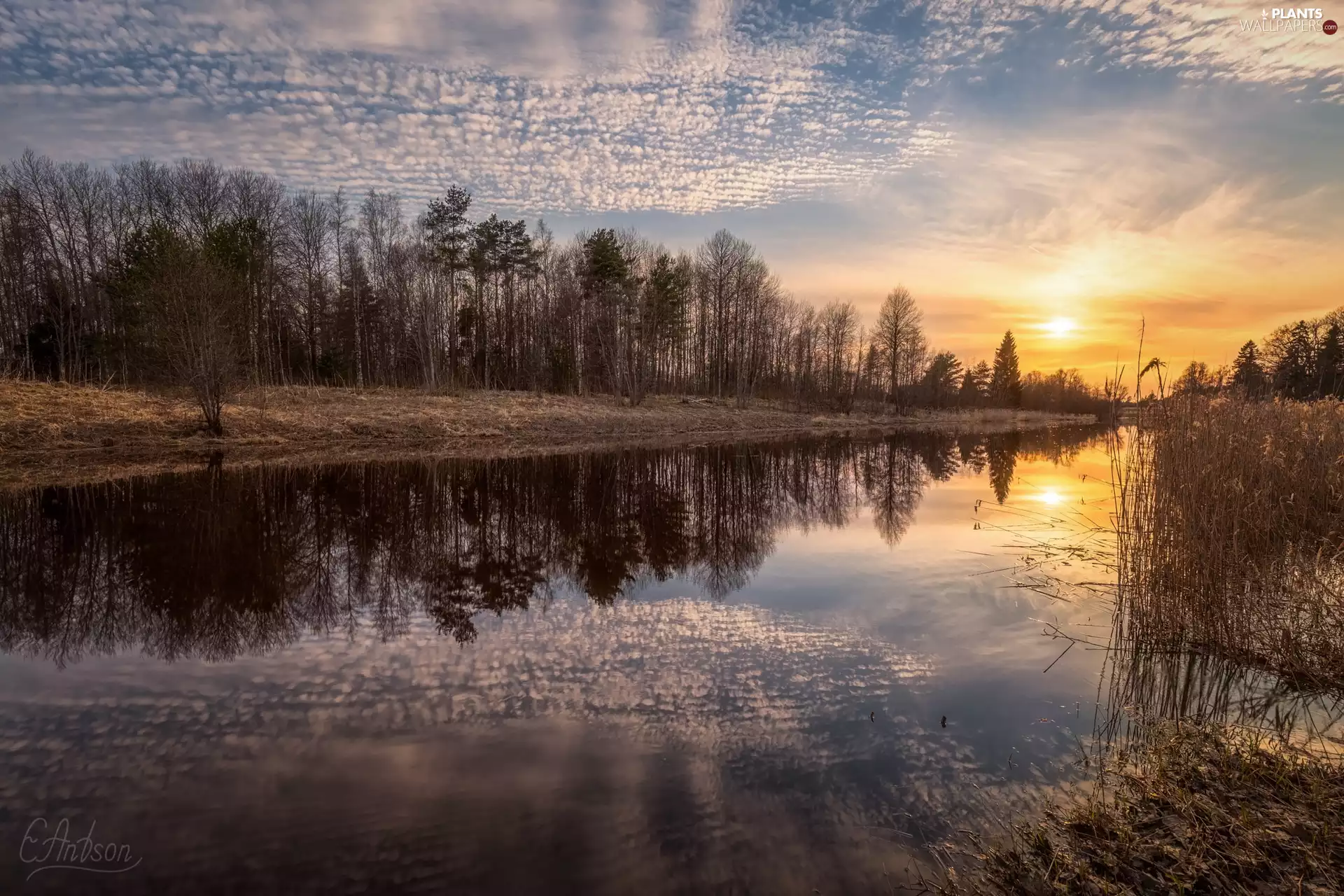 rushes, trees, Sunrise, viewes, River, clouds, reflection