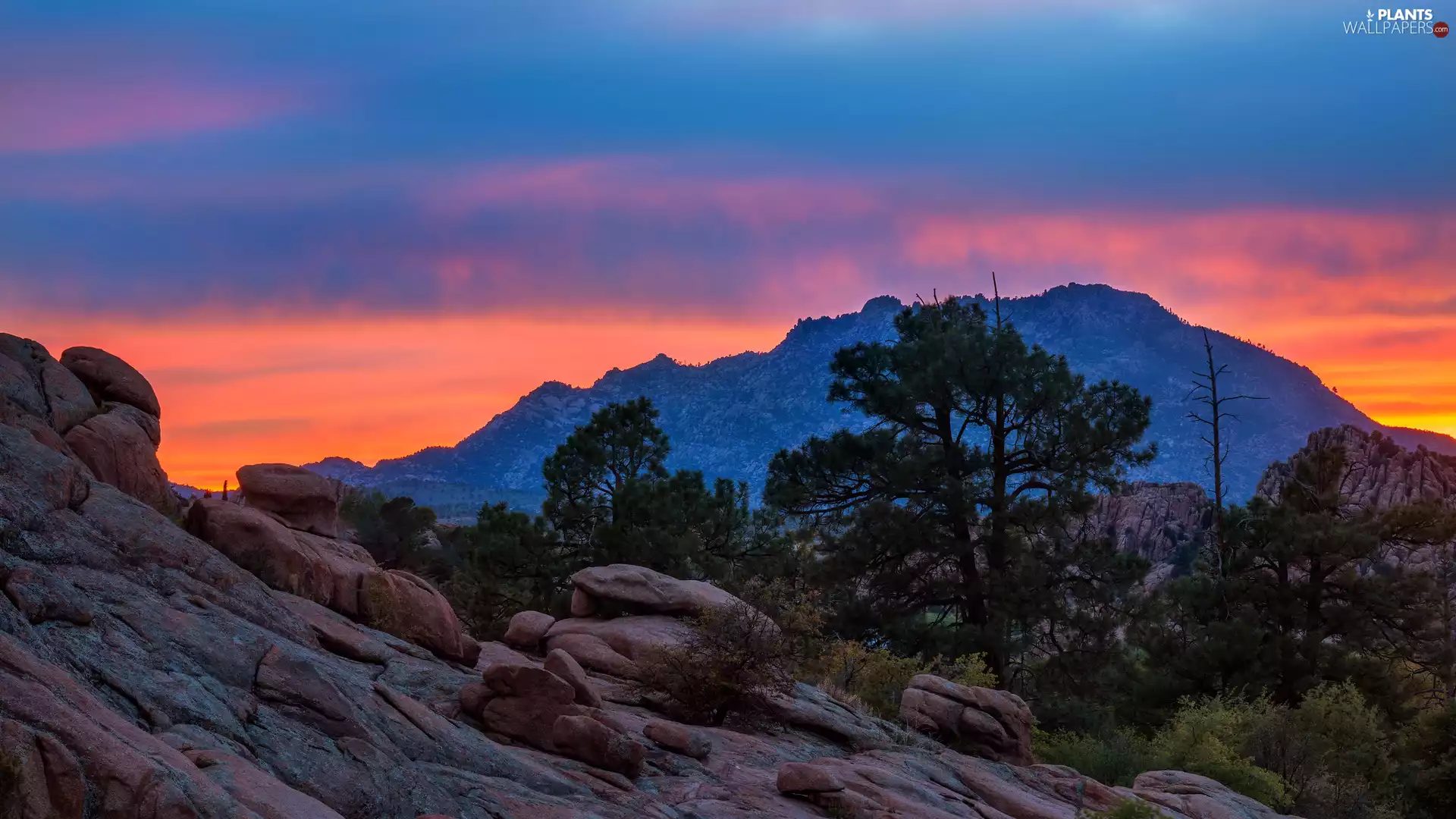 rocks, Great Sunsets, viewes, pine, trees, Mountains