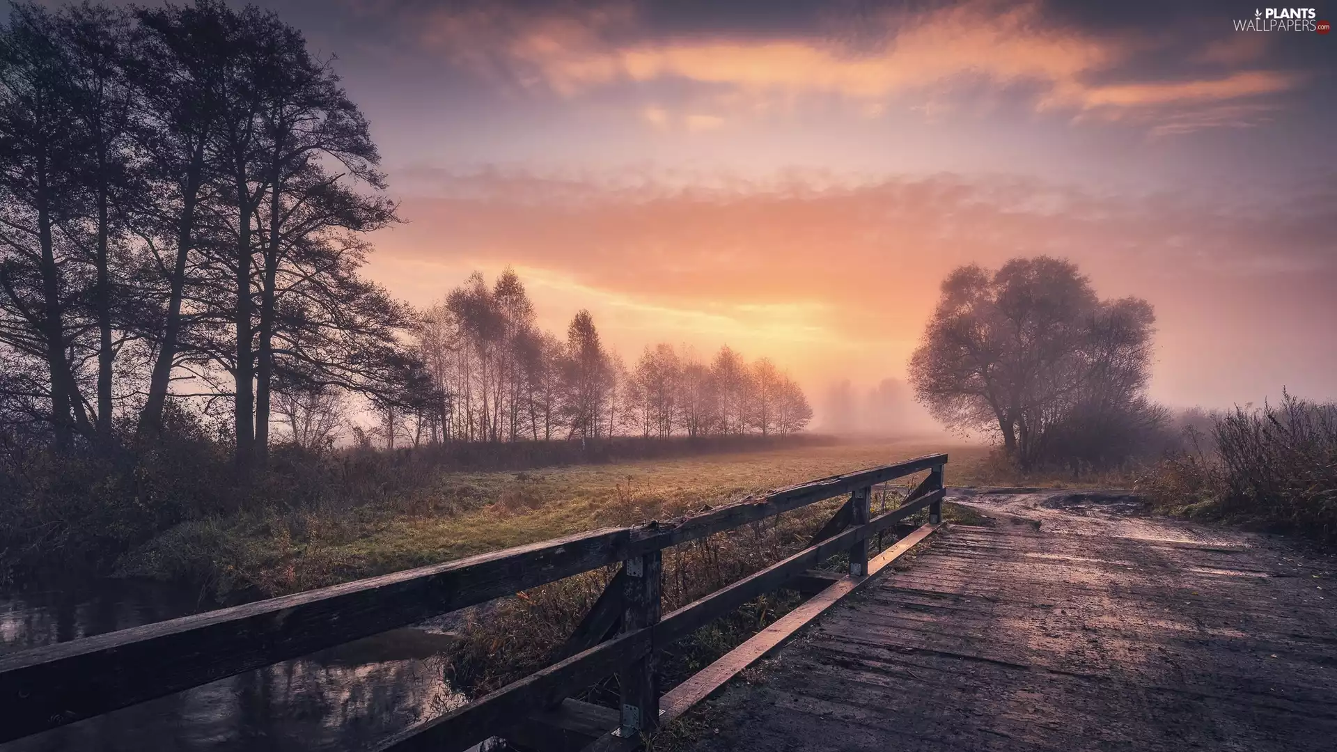 bridge, Great Sunsets, viewes, Fog, trees, River