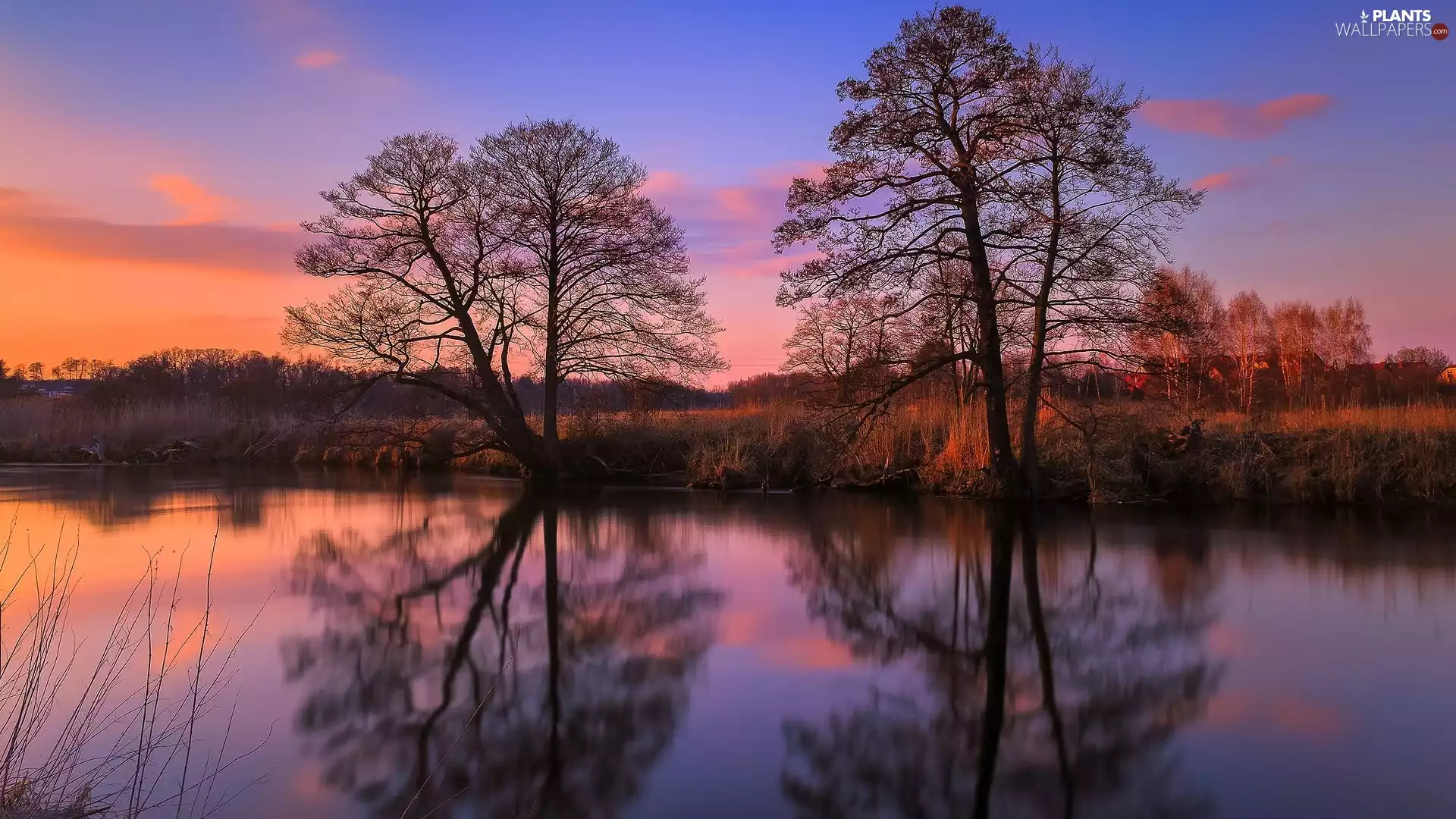 grass, Great Sunsets, viewes, reflection, trees, River