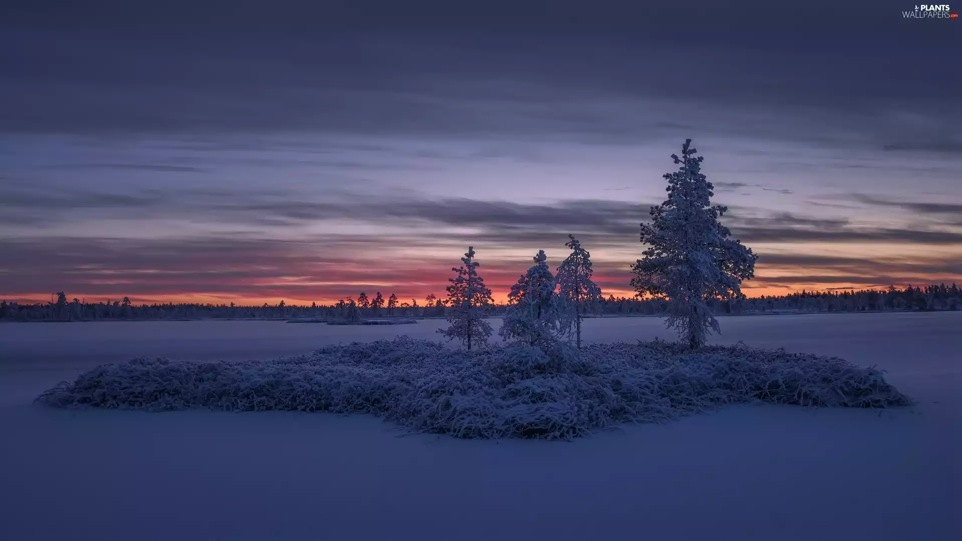 viewes, twilight, White frost, trees, Great Sunsets, grass, winter