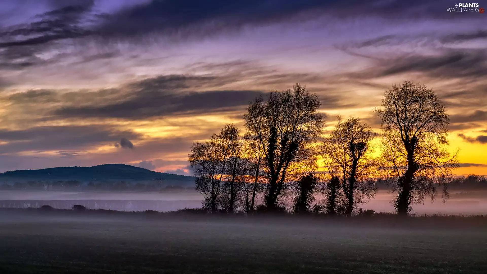 Mountains, Fog, trees, viewes, Great Sunsets