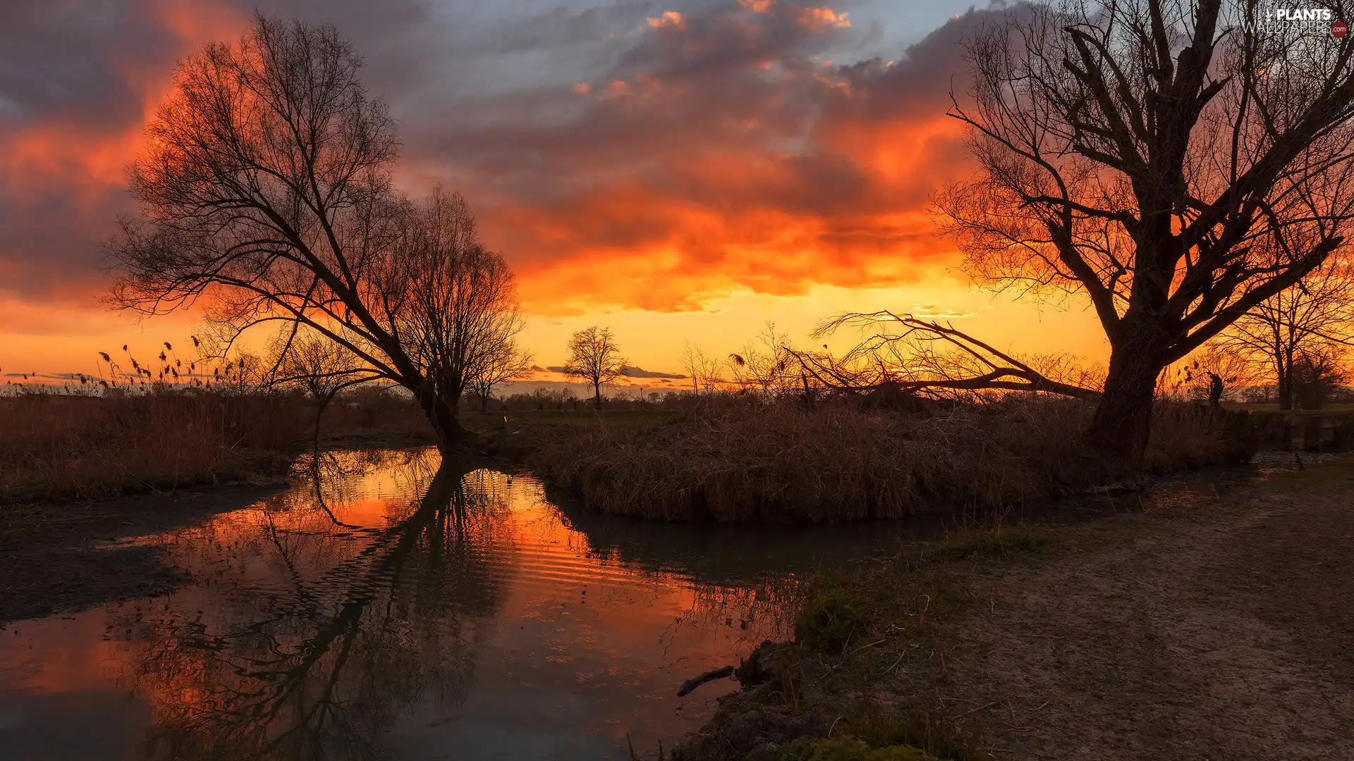 River, rushes, trees, viewes, Great Sunsets