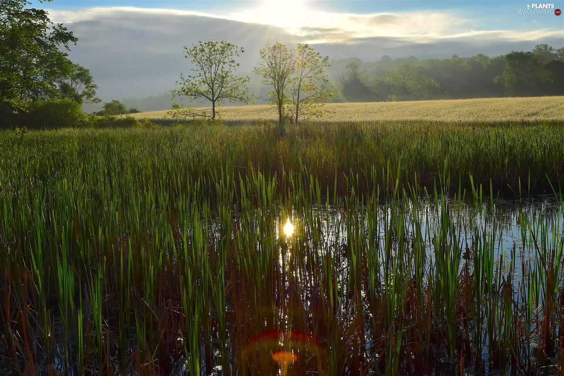 rushes, Wetlands, trees, viewes, grass, swamp