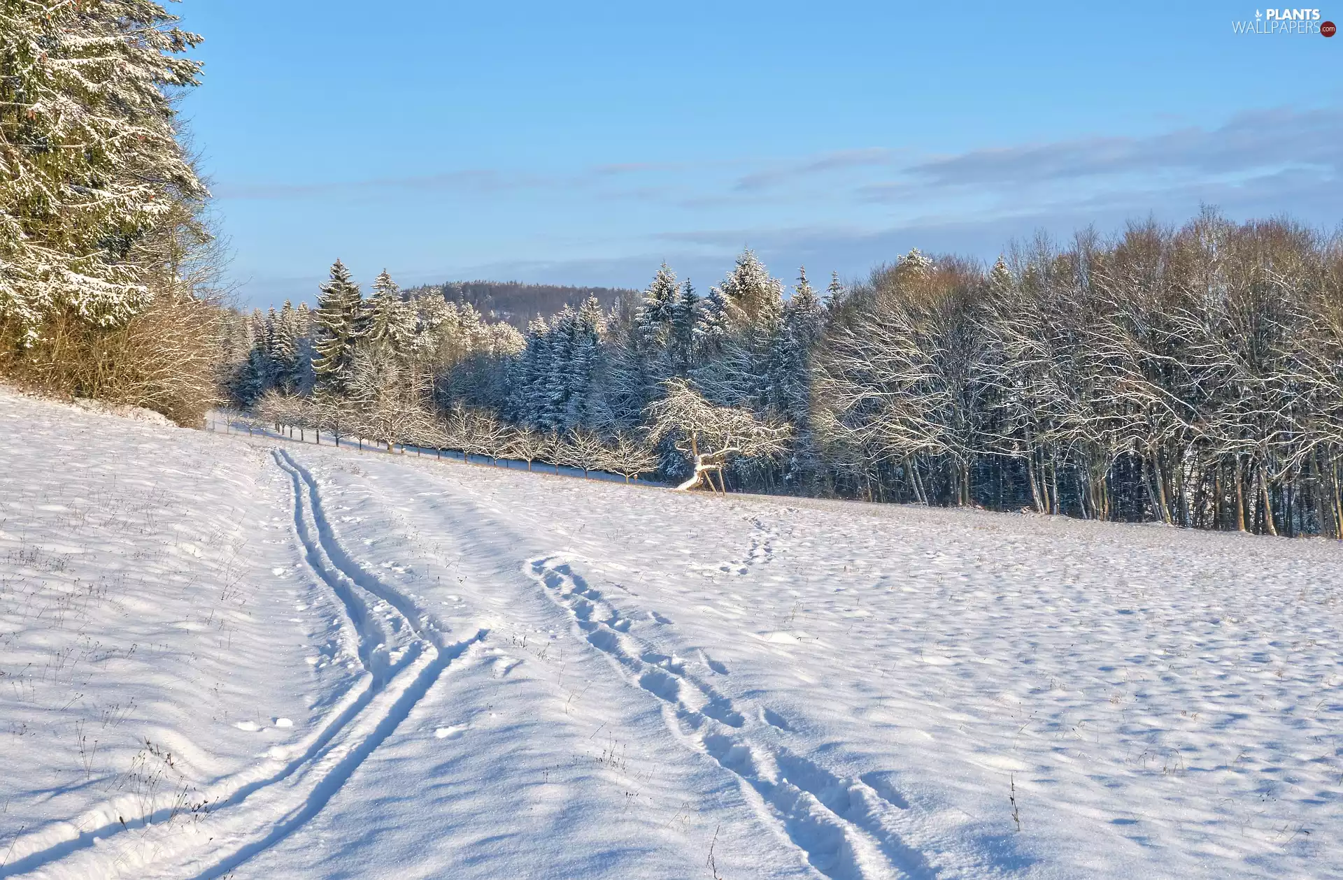 car in the meadow, winter, snow, traces, sunny, day, viewes, forest, trees