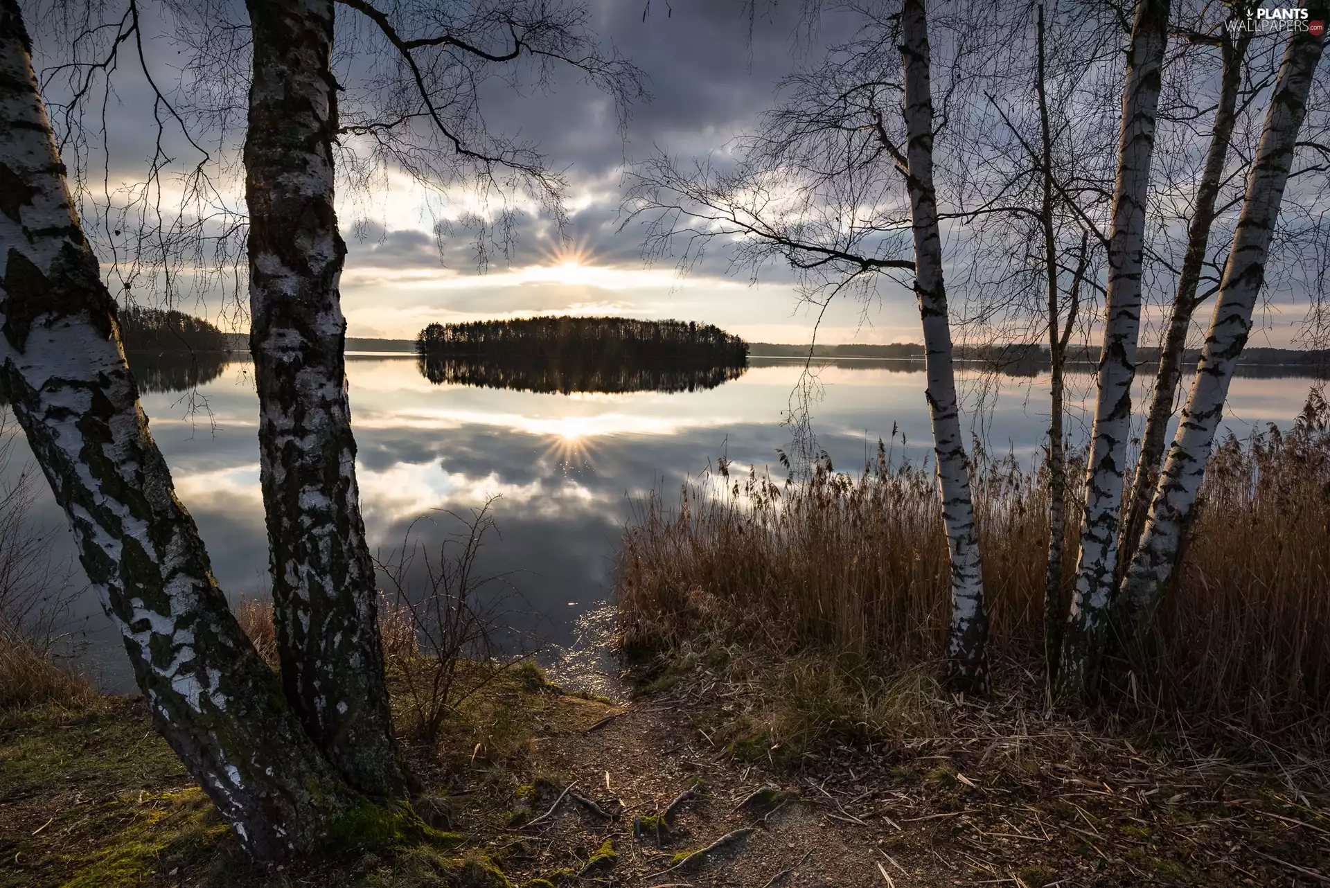 viewes, Island, dawn, trees, lake, birch, rays of the Sun