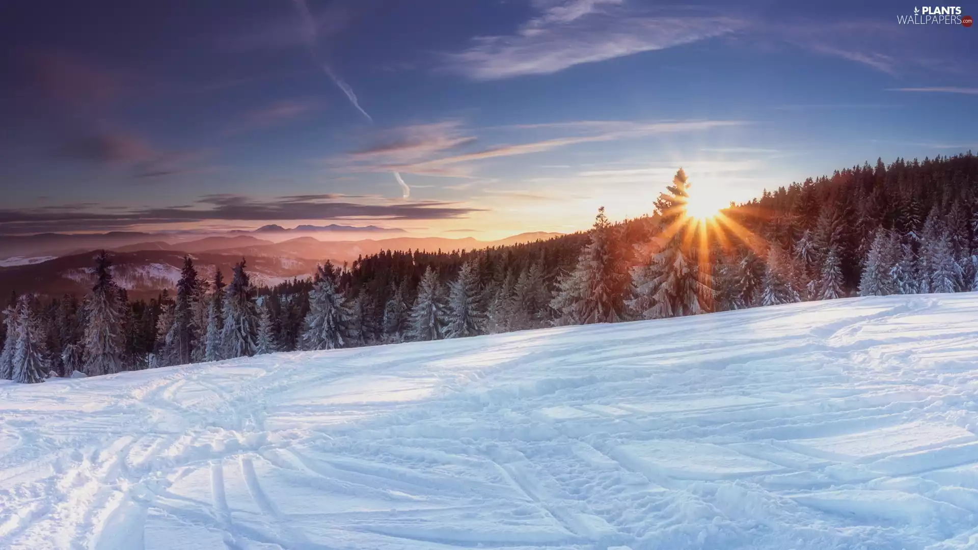 viewes, Snowy, forest, trees, winter, Mountains, rays of the Sun