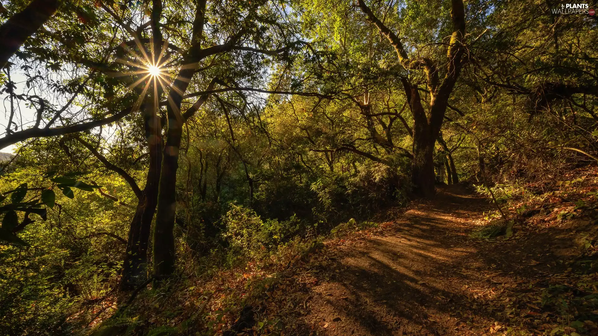 viewes, forest, Path, Way, rays of the Sun, trees