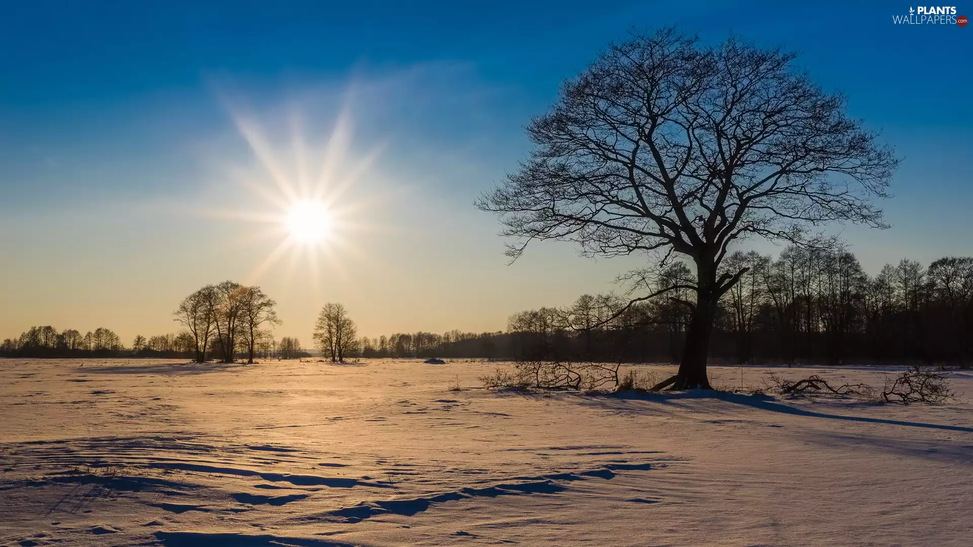 viewes, winter, snowy, Meadow, rays of the Sun, trees