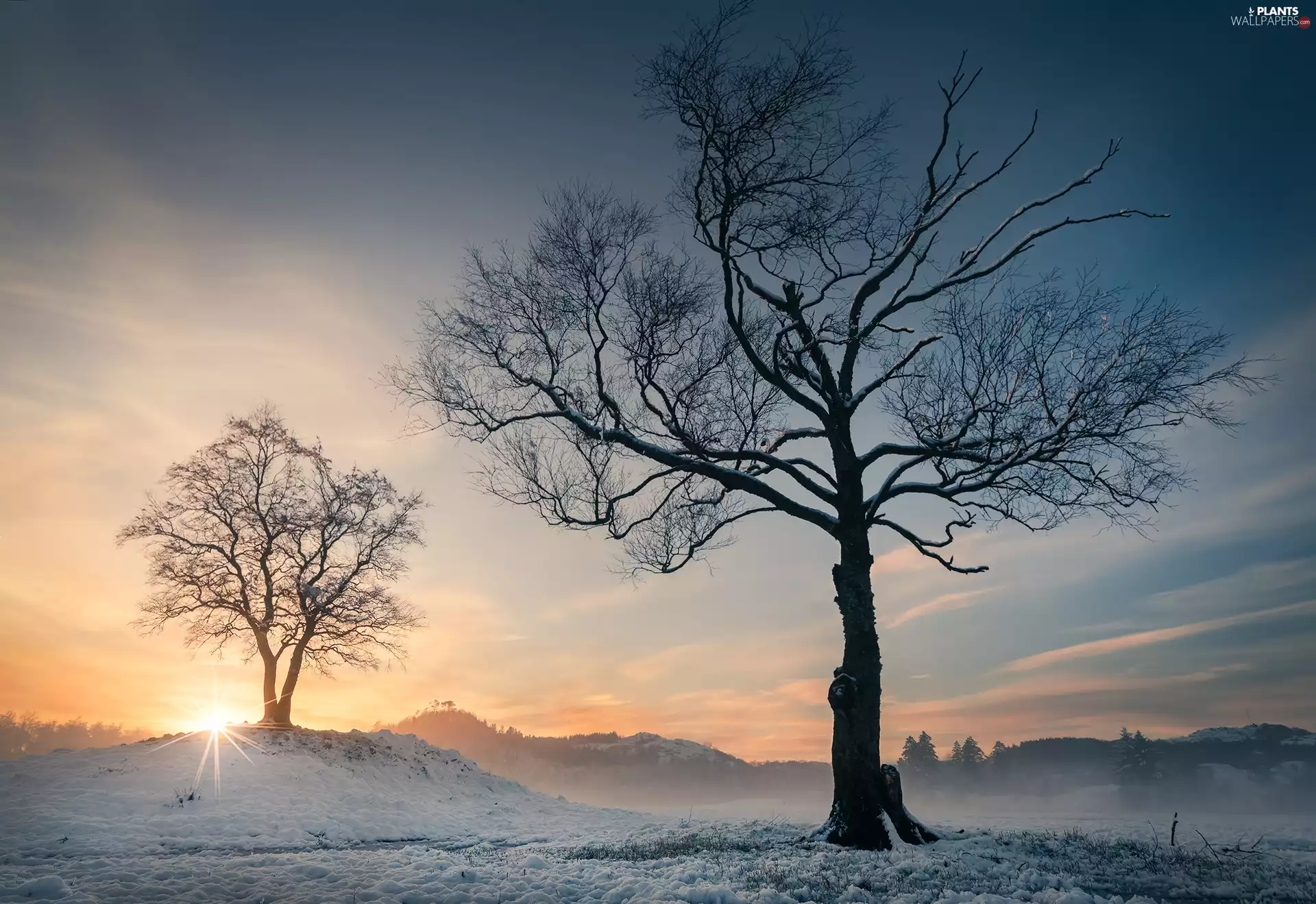viewes, winter, Sunrise, field, rays of the Sun, trees