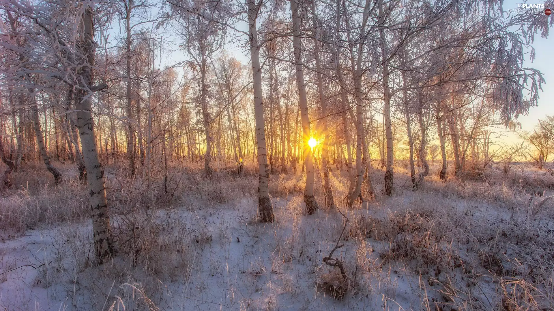viewes, forest, Plants, trees, winter, birch, rays of the Sun