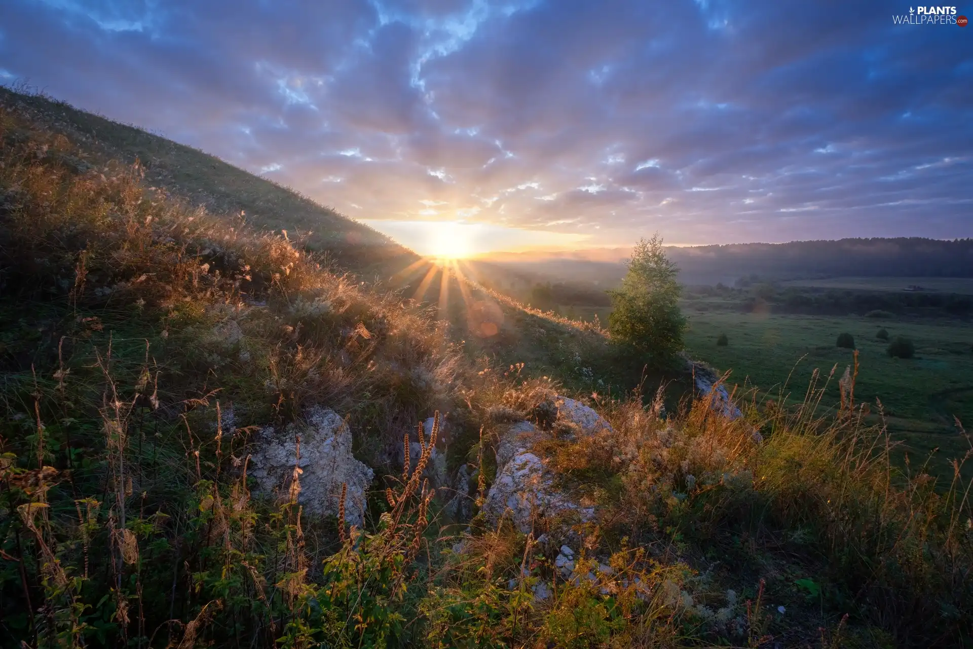 Plants, trees, rays of the Sun, viewes, The Hills, rocks, clouds