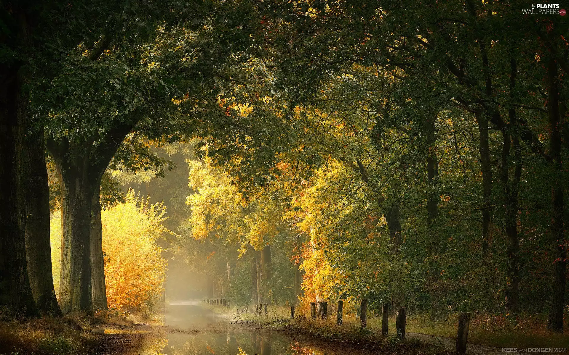 viewes, forest, autumn, Fog, light breaking through sky, trees