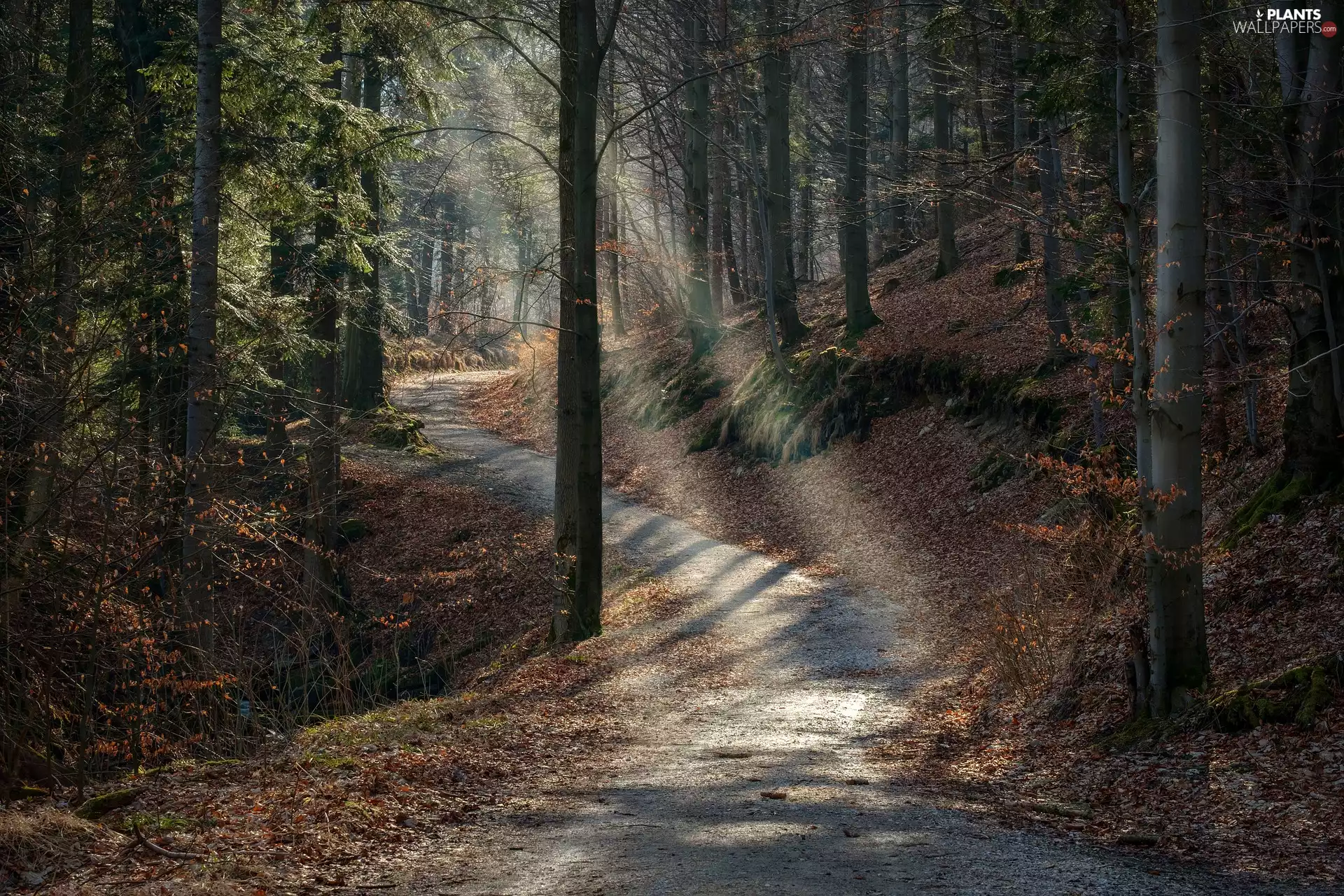 viewes, forest, autumn, Path, light breaking through sky, trees