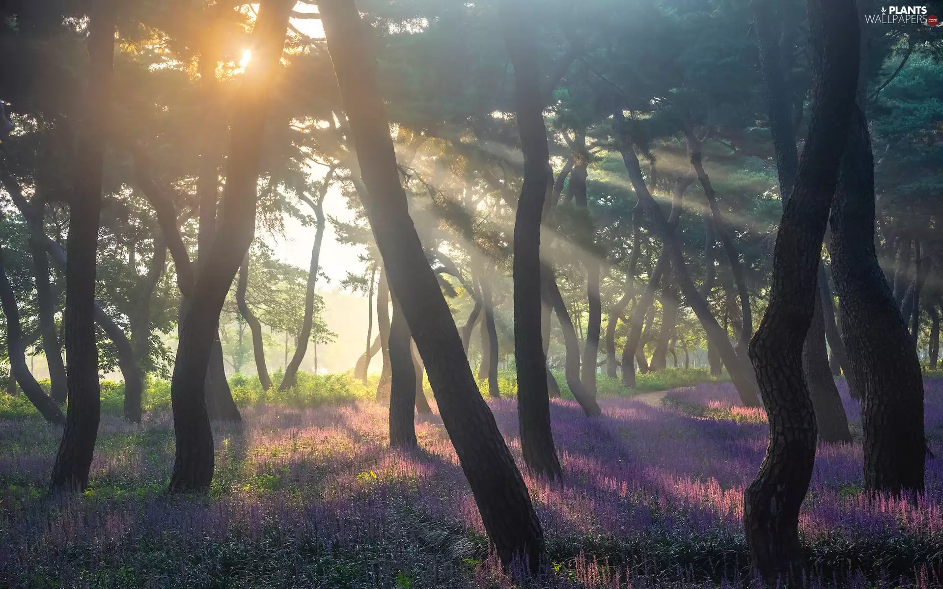 viewes, forest, Flowers, purple, light breaking through sky, trees