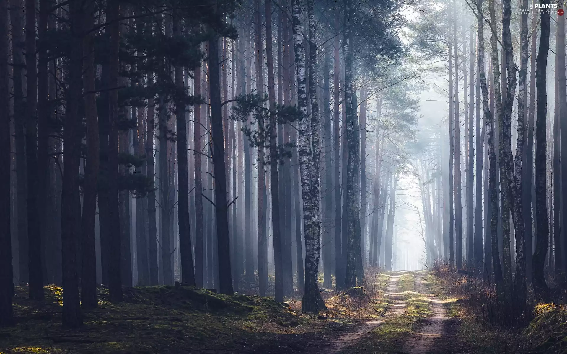 viewes, forest, Fog, Way, light breaking through sky, trees