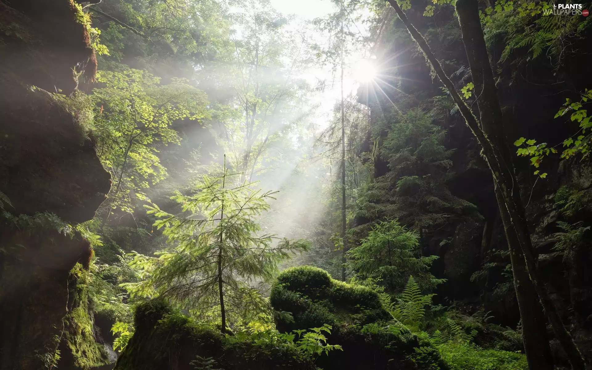 viewes, forest, rocks, mossy, light breaking through sky, trees