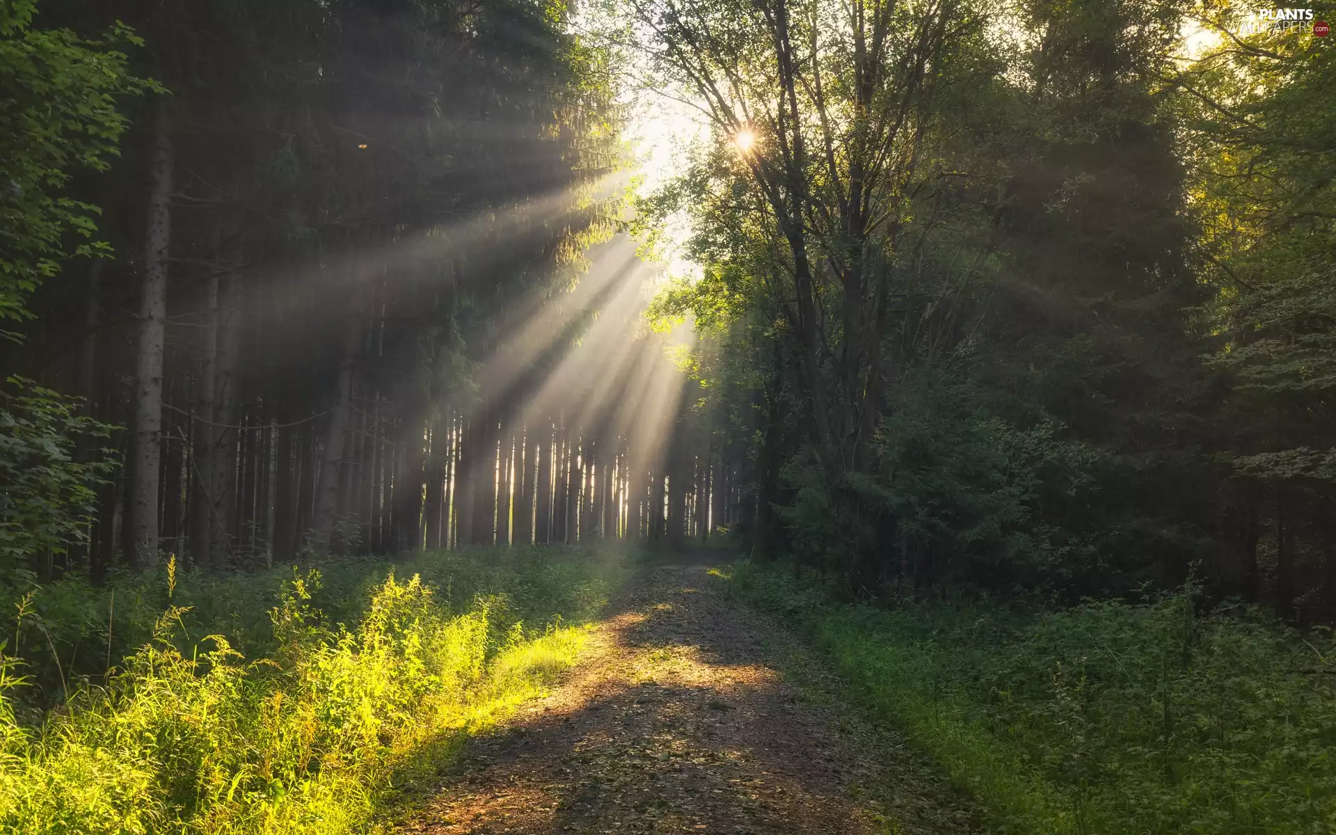 viewes, forest, Way, summer, light breaking through sky, trees