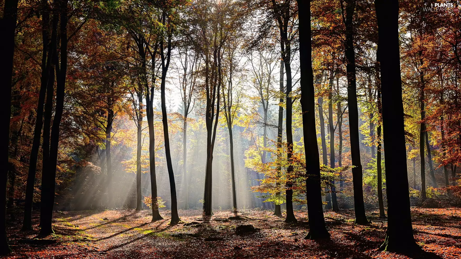 viewes, forest, Yellowed, Leaf, light breaking through sky, trees