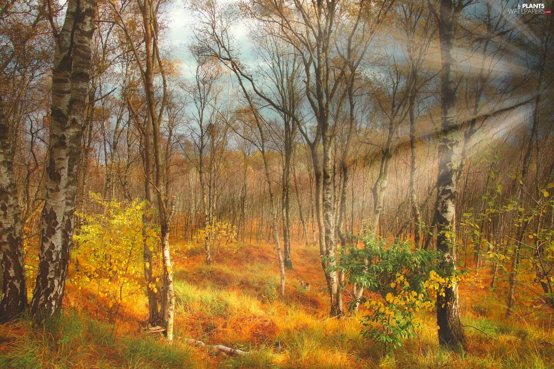 viewes, forest, grass, trees, autumn, birch, light breaking through sky