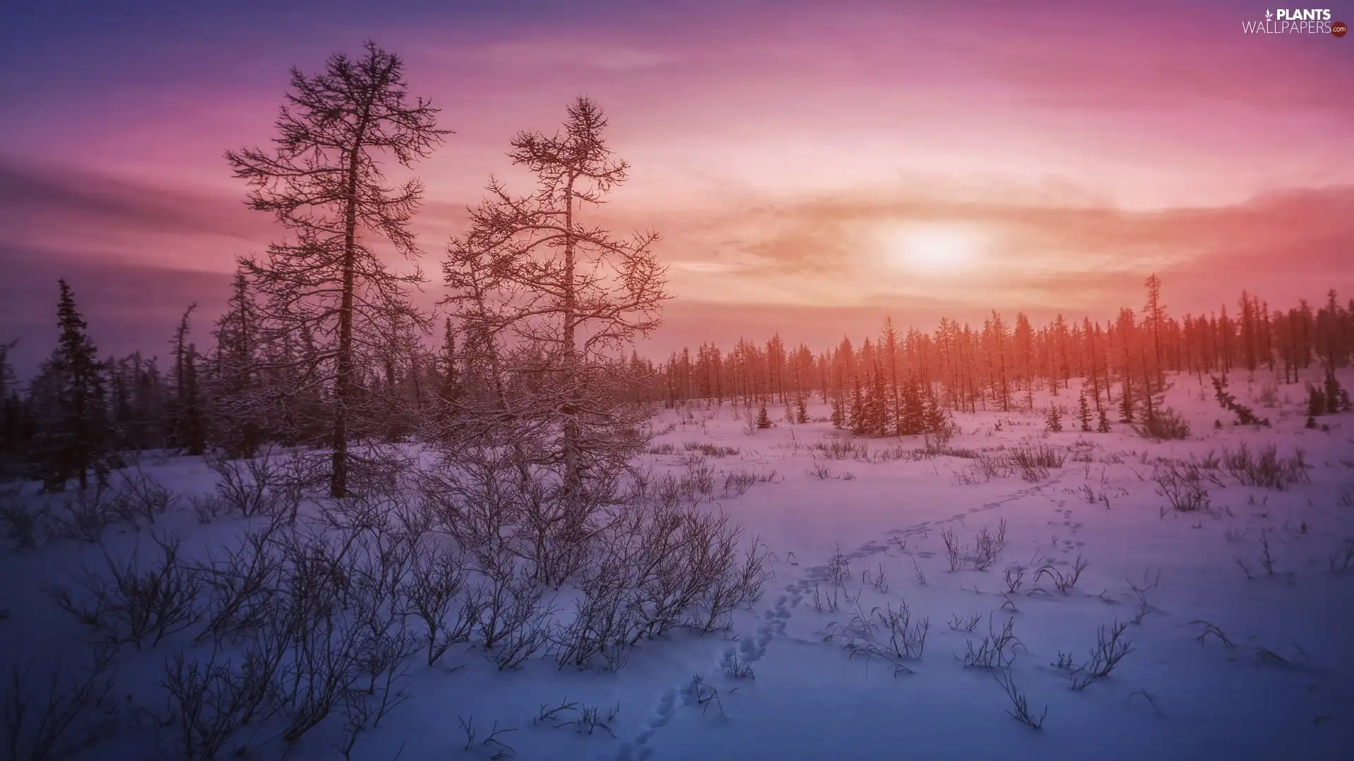 forest, trees, traces, viewes, winter, snow, Sunrise
