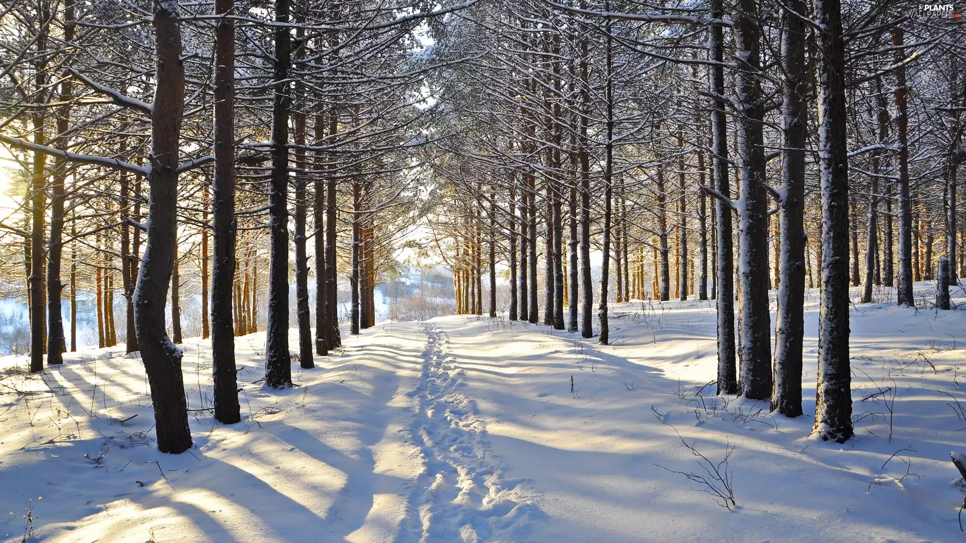 Way, trees, traces, viewes, forest, snow, winter