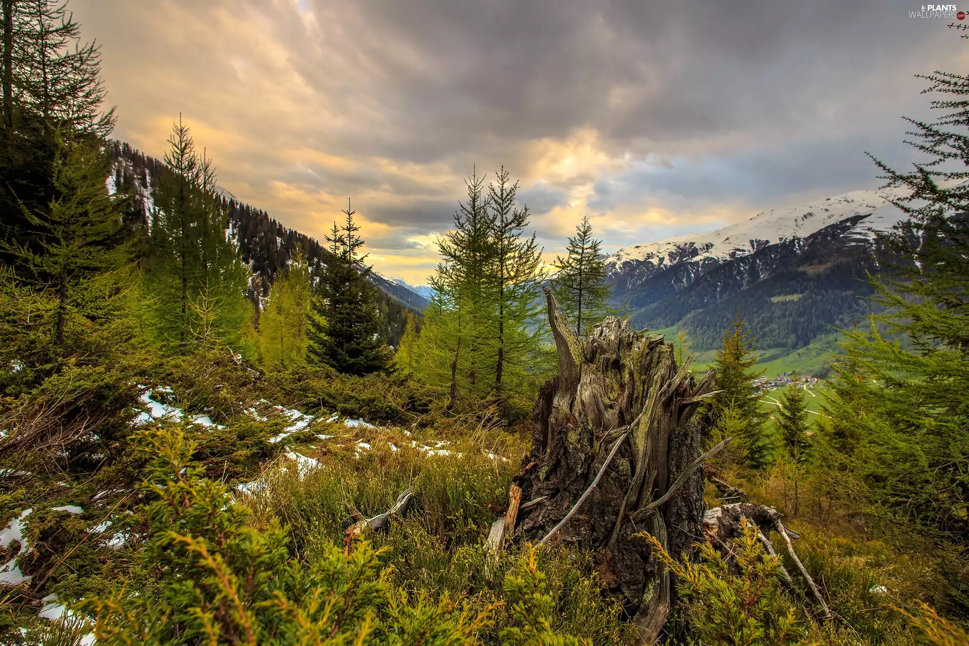 Mountains, Ukraine, trees, viewes, stump, Transcarpathia