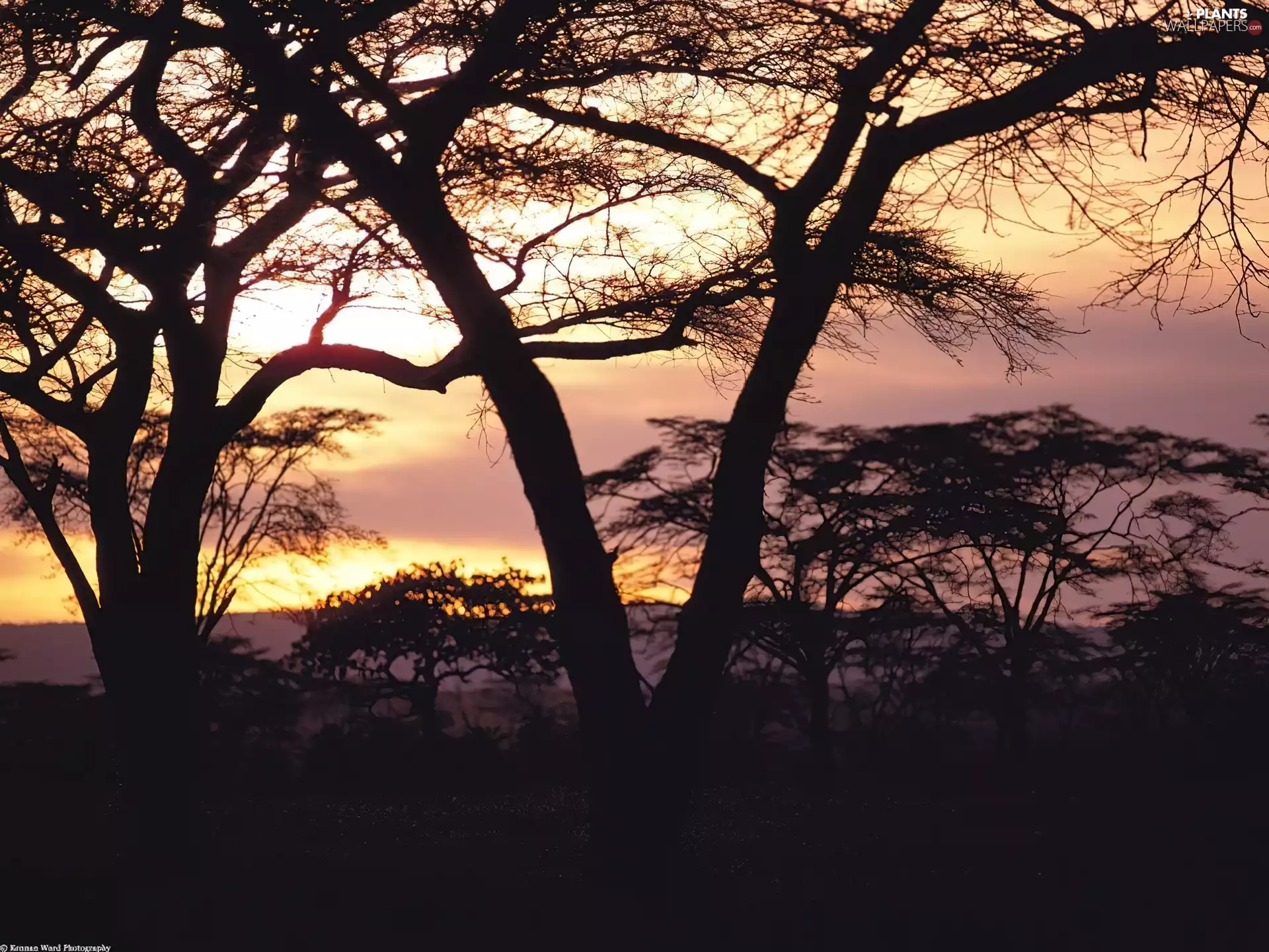 viewes, Africa, trees