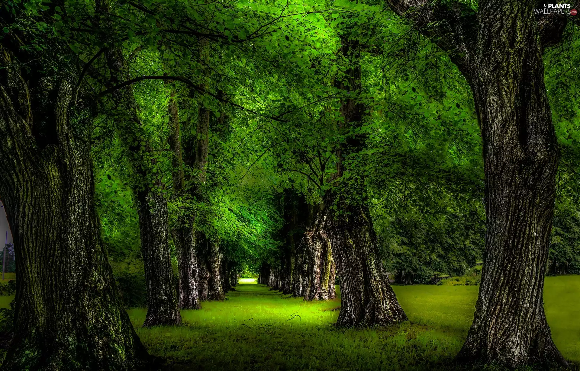 viewes, alley, trees