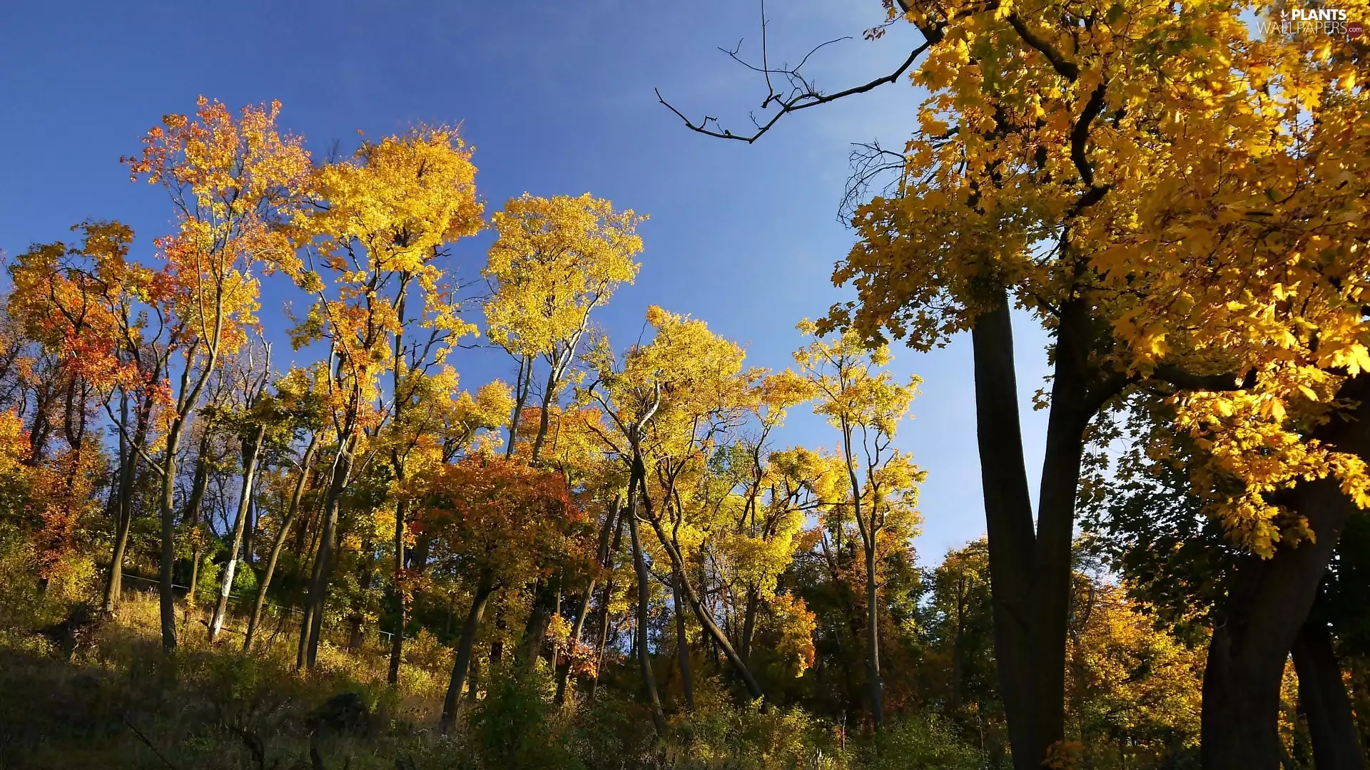 viewes, autumn, trees